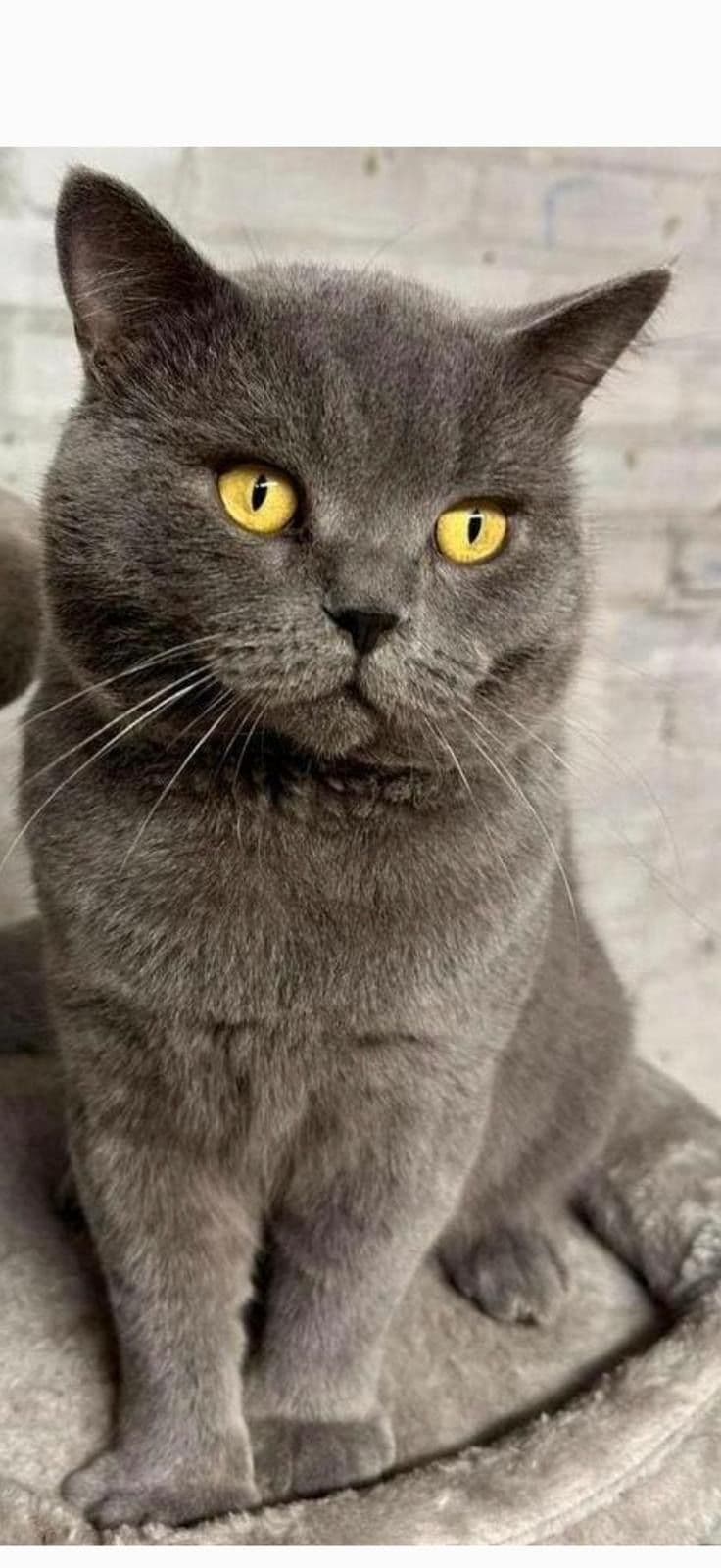 Vader van Kittens (Heerlen)