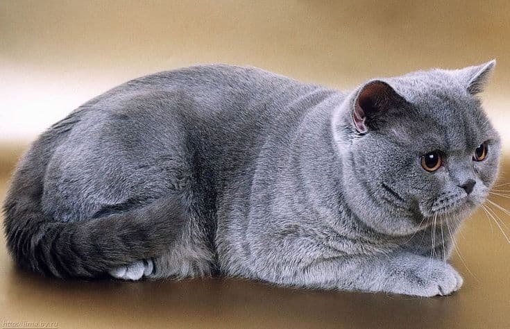 Vader van BHK Brits Korthaar kittens