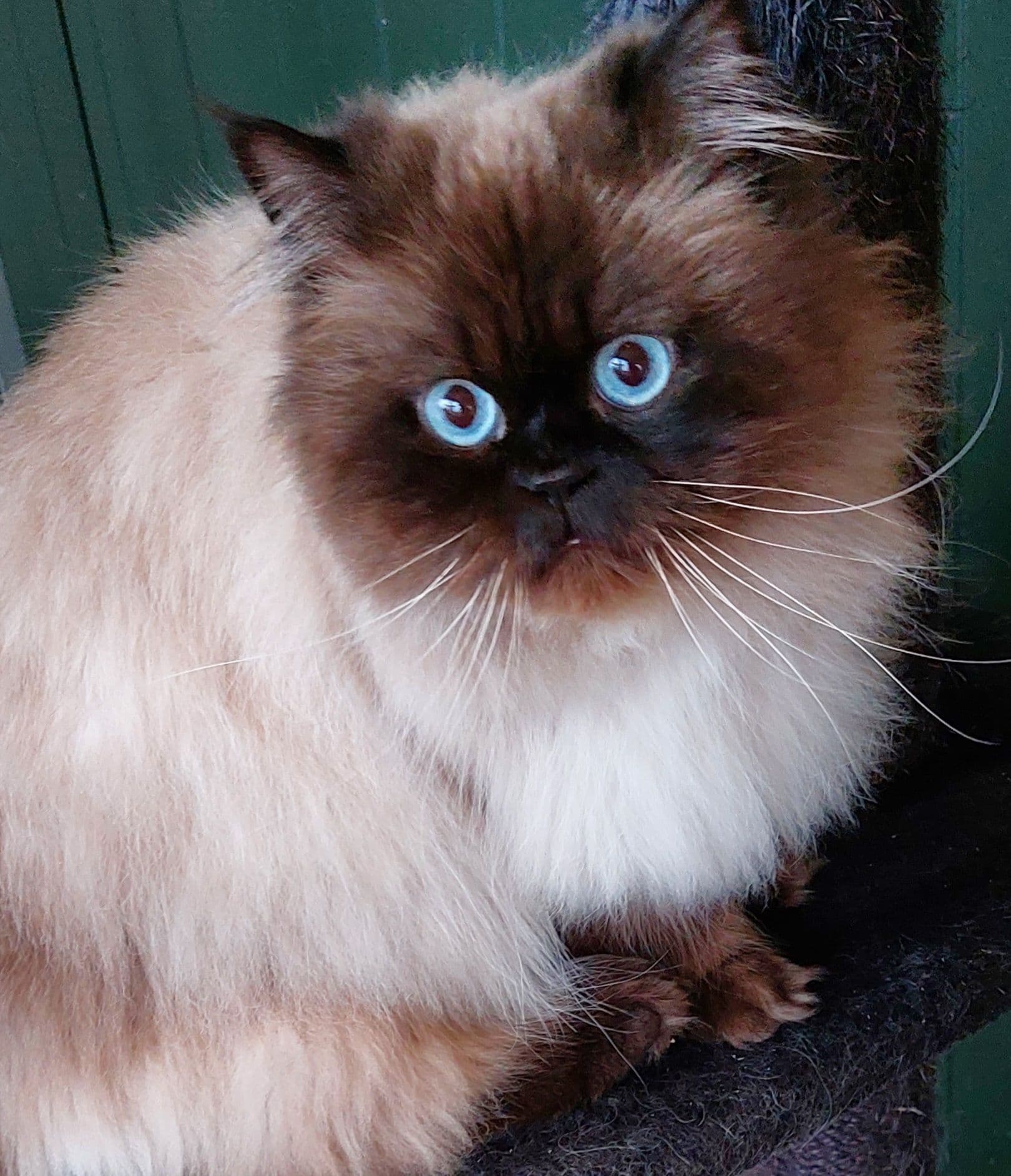 Vader van Herplaatsing van moeder en dochter Perz seal tortie colourpoint