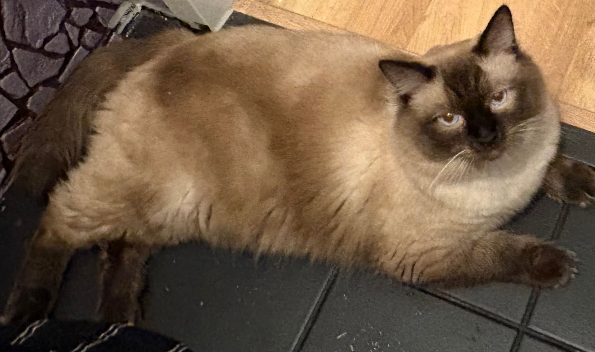 Vader van Ragdoll kitten