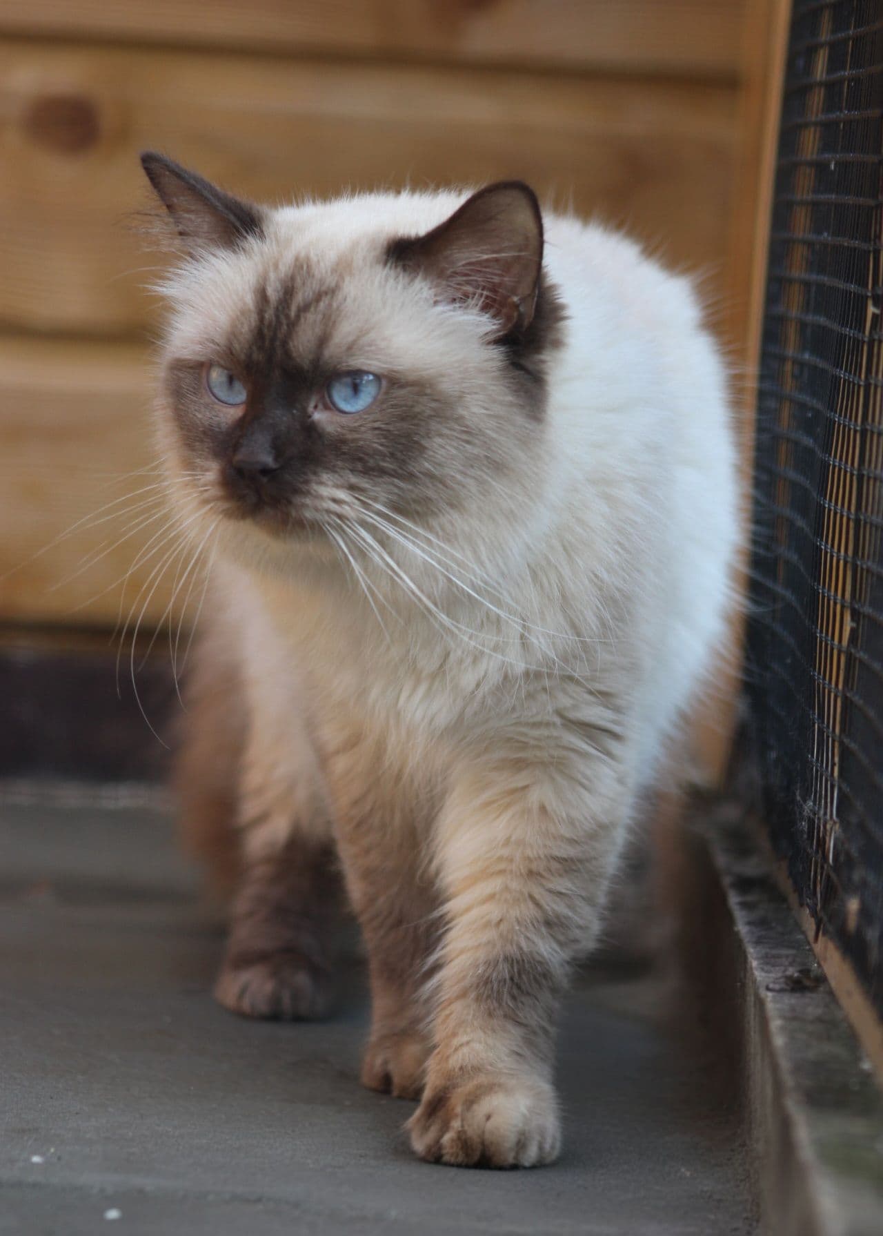 Vader van Ragdoll fokpoesje met stamboom in Almelo