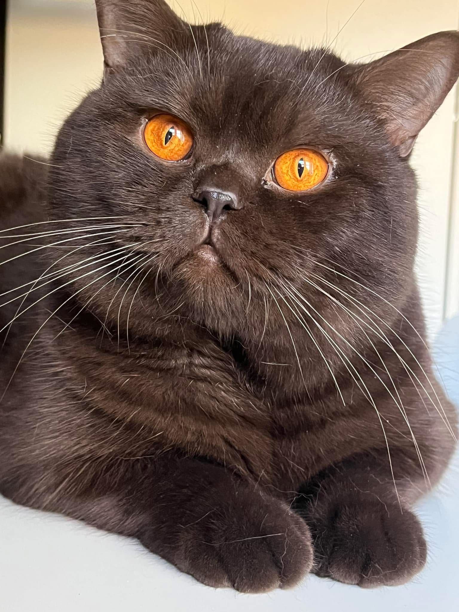 Vader van Nestje chocolate en lilac kittens
