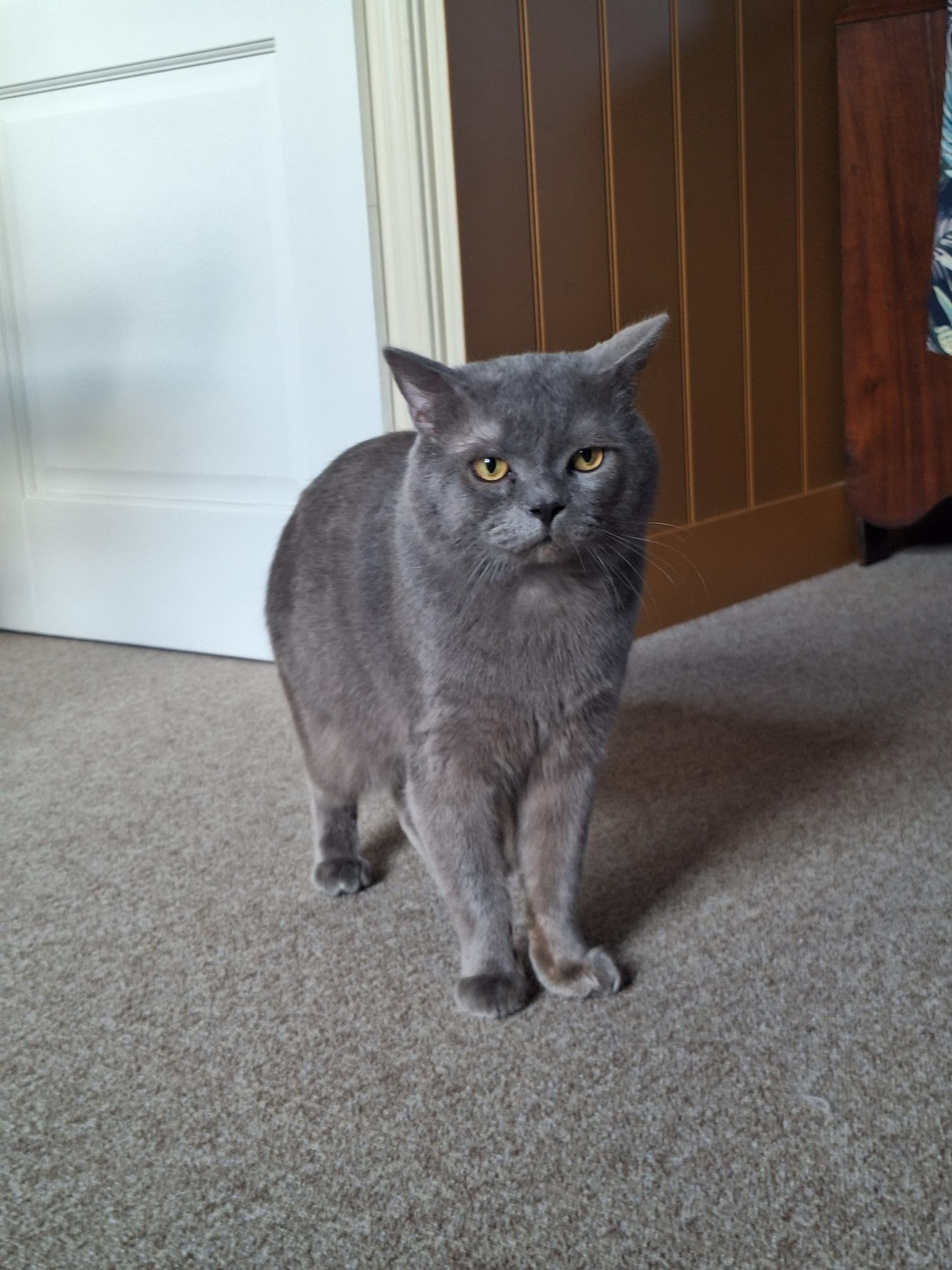 Vader van Lieve Britse Korthaar kittens lilac en blauw/grijs