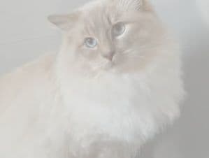 Vader van Ragdoll kitten Wijchen ( nabij Nijmegen)