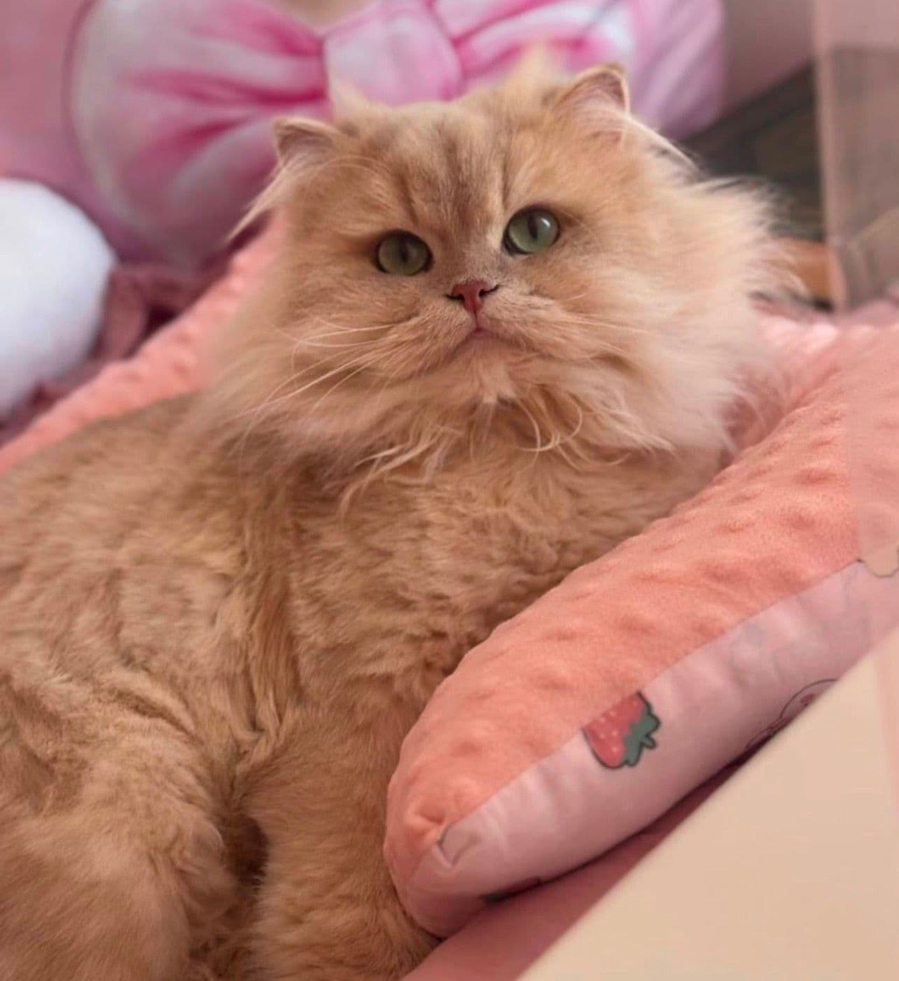 Vader van British langhaar kittens