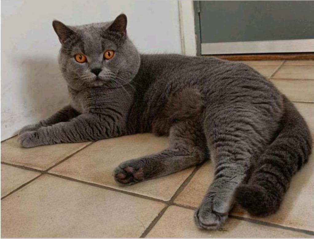 Vader van Brits Korthaar katertjes (3) in Oss zoeken nieuw huisje!