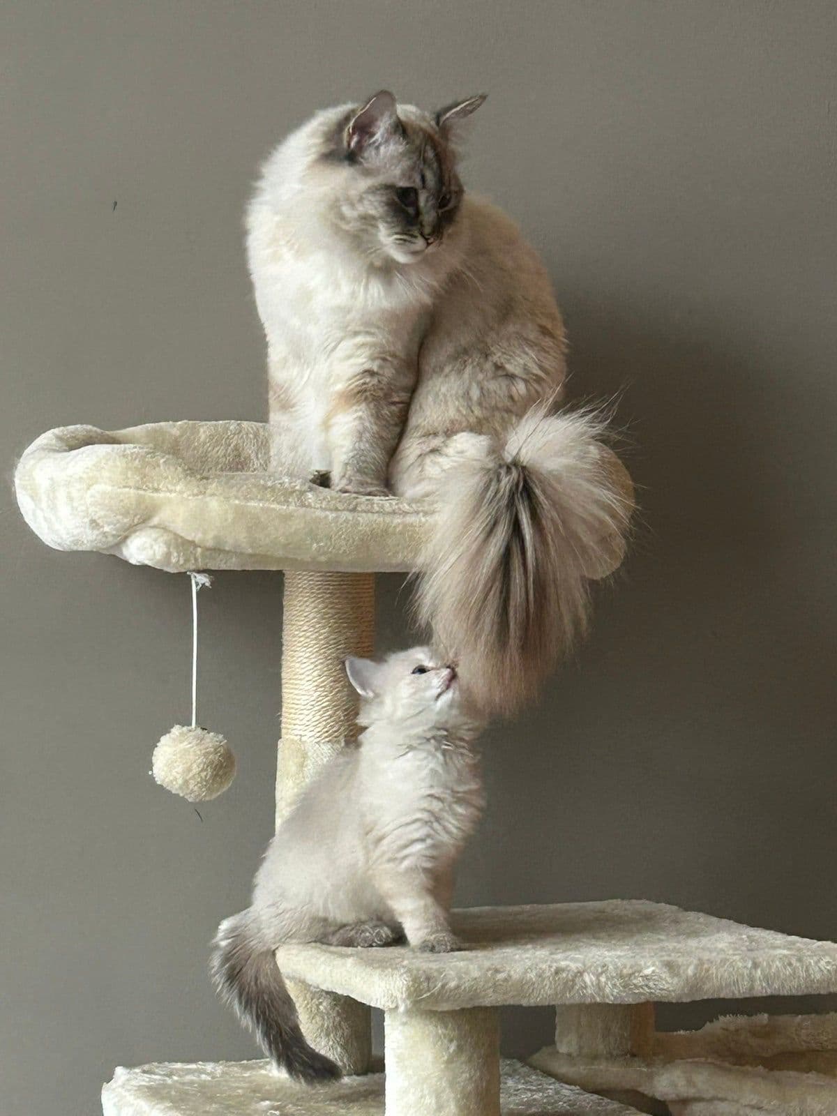 Vader van 4 Tabby ragdoll kittens, 2 katers 2 meisjes