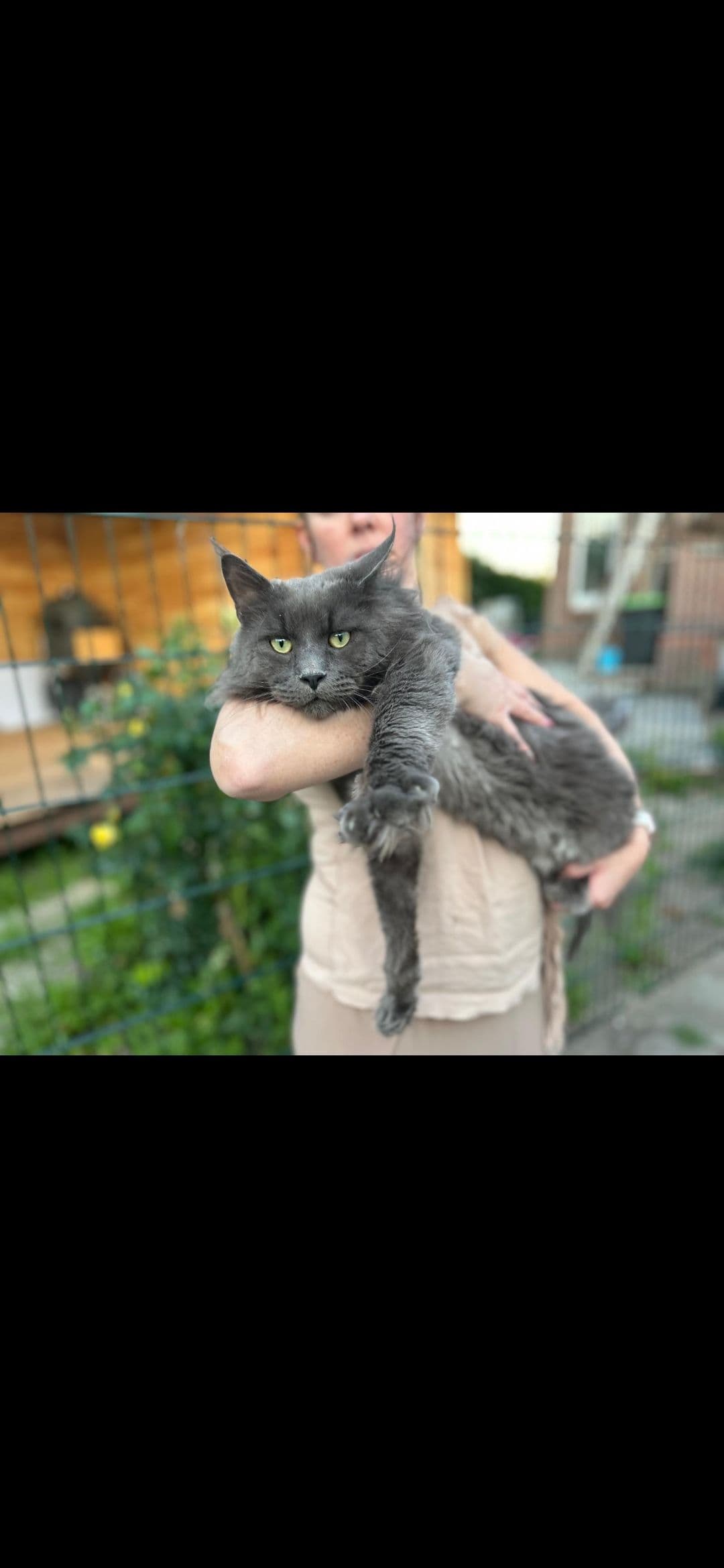 Vader van Prachtige 3/4 Maine Coon & Noorse Boskat tijgertjes