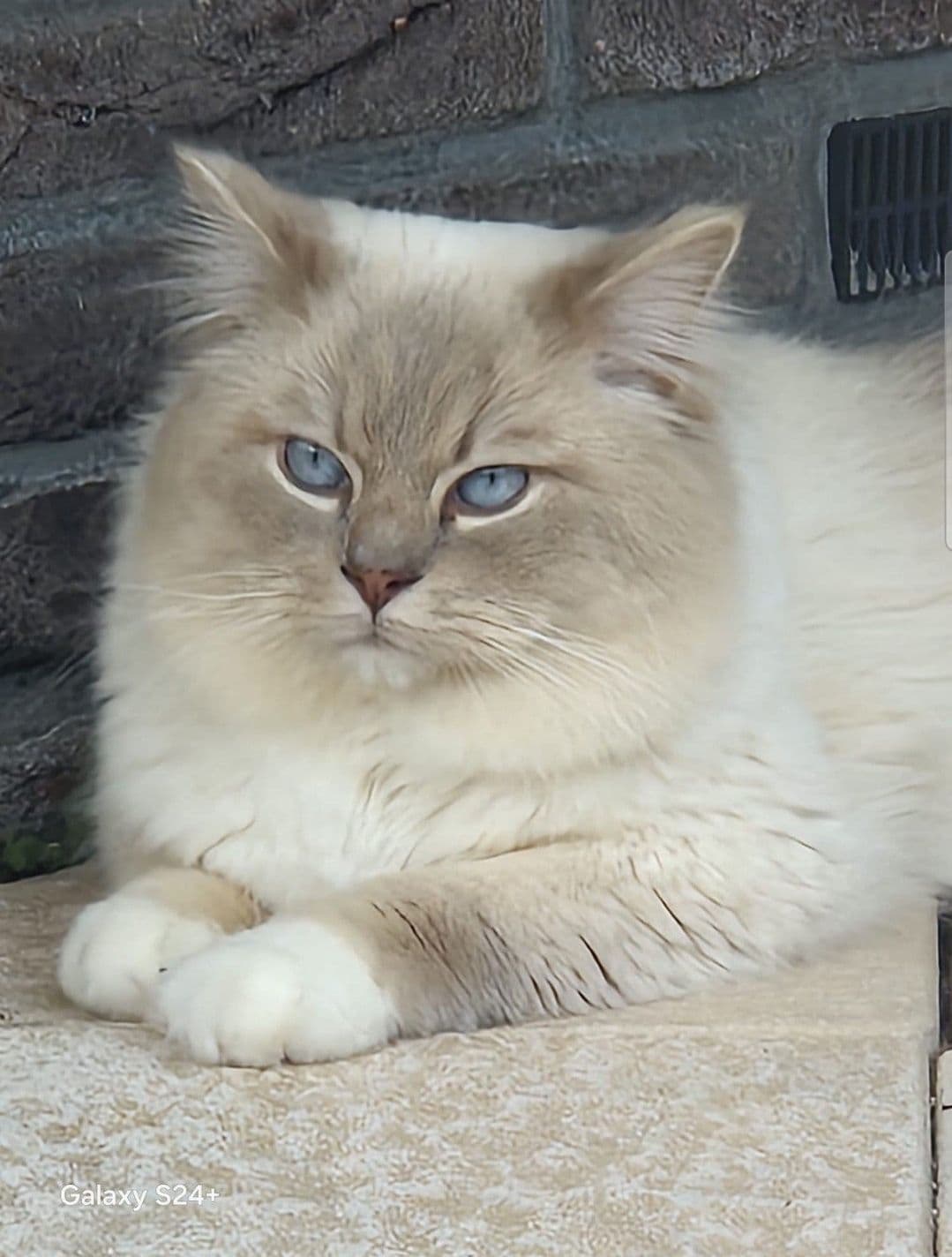 Vader van ragdoll kittens zijn klaar om naar hun for ever home te gaan