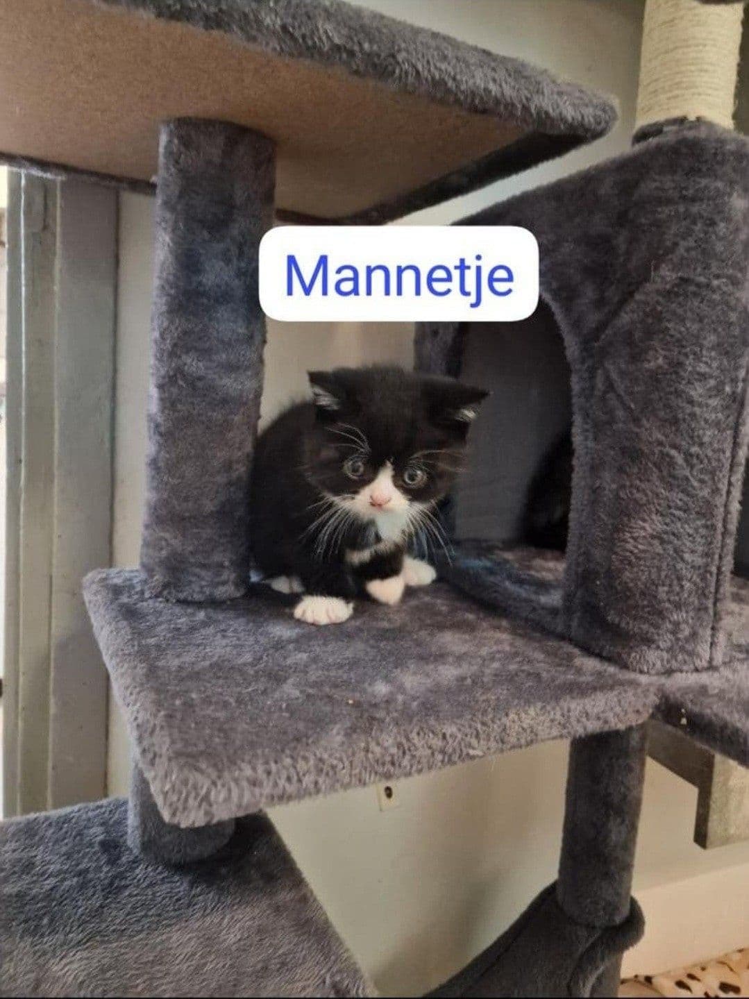 Brits Korthaar kitten te koop in Den Haag: Britse korthaar kittens, foto 2