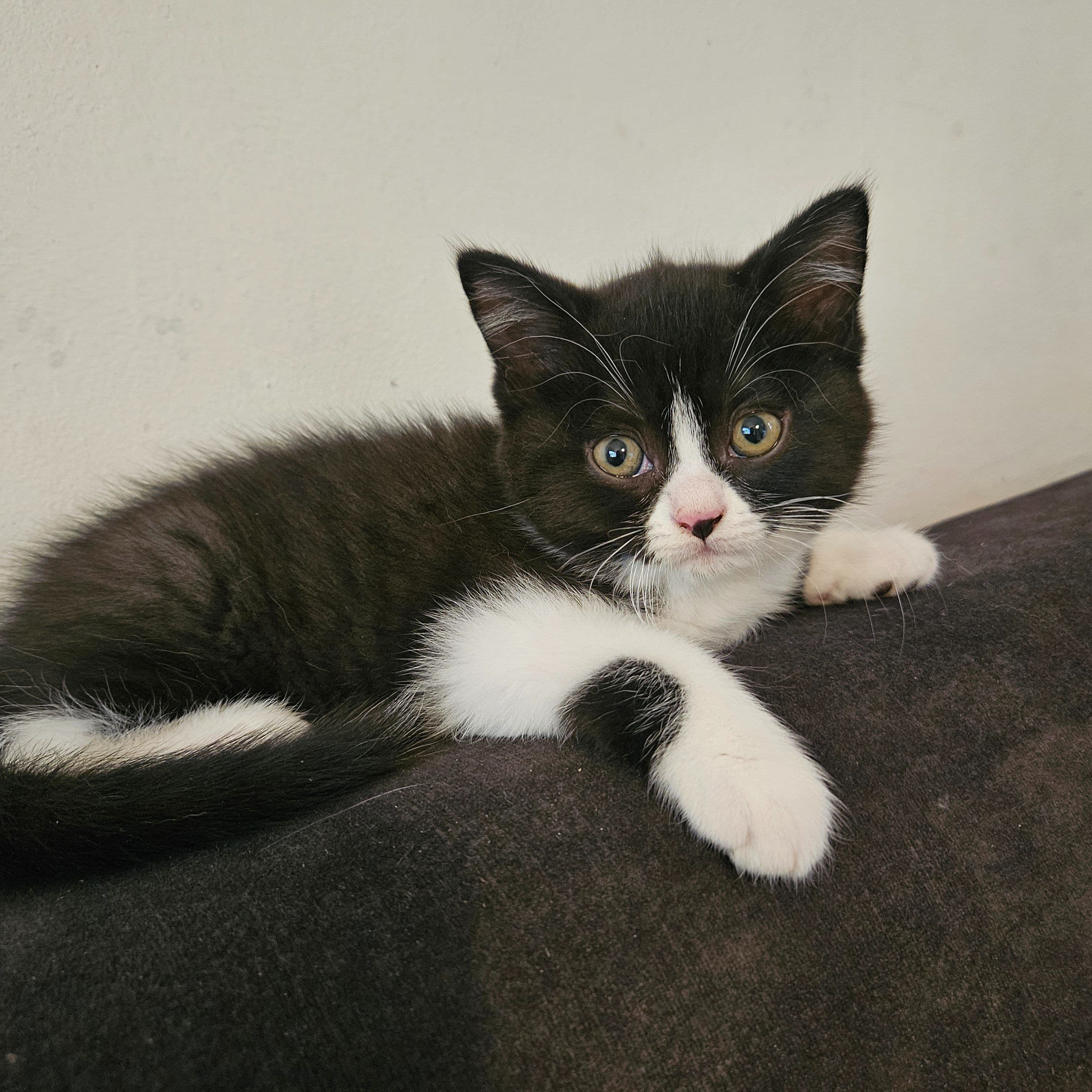 Brits Korthaar kitten te koop in Den Haag: Britse korthaar kittens, foto 3