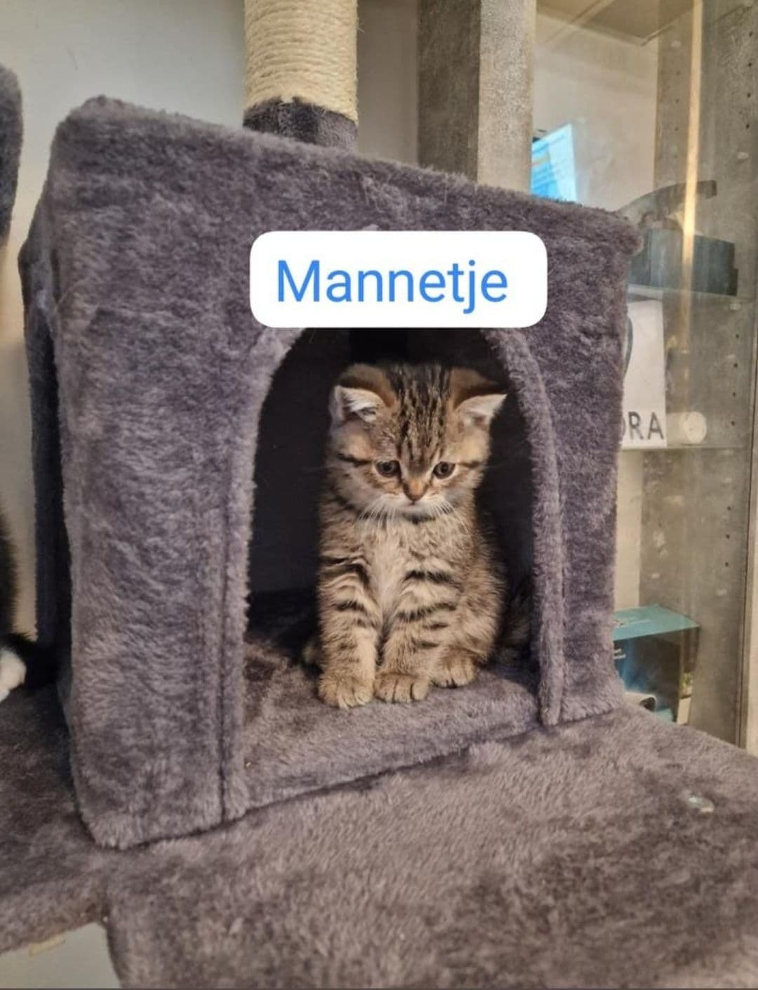 Brits Korthaar kitten te koop in Den Haag: Britse korthaar kittens, foto 4