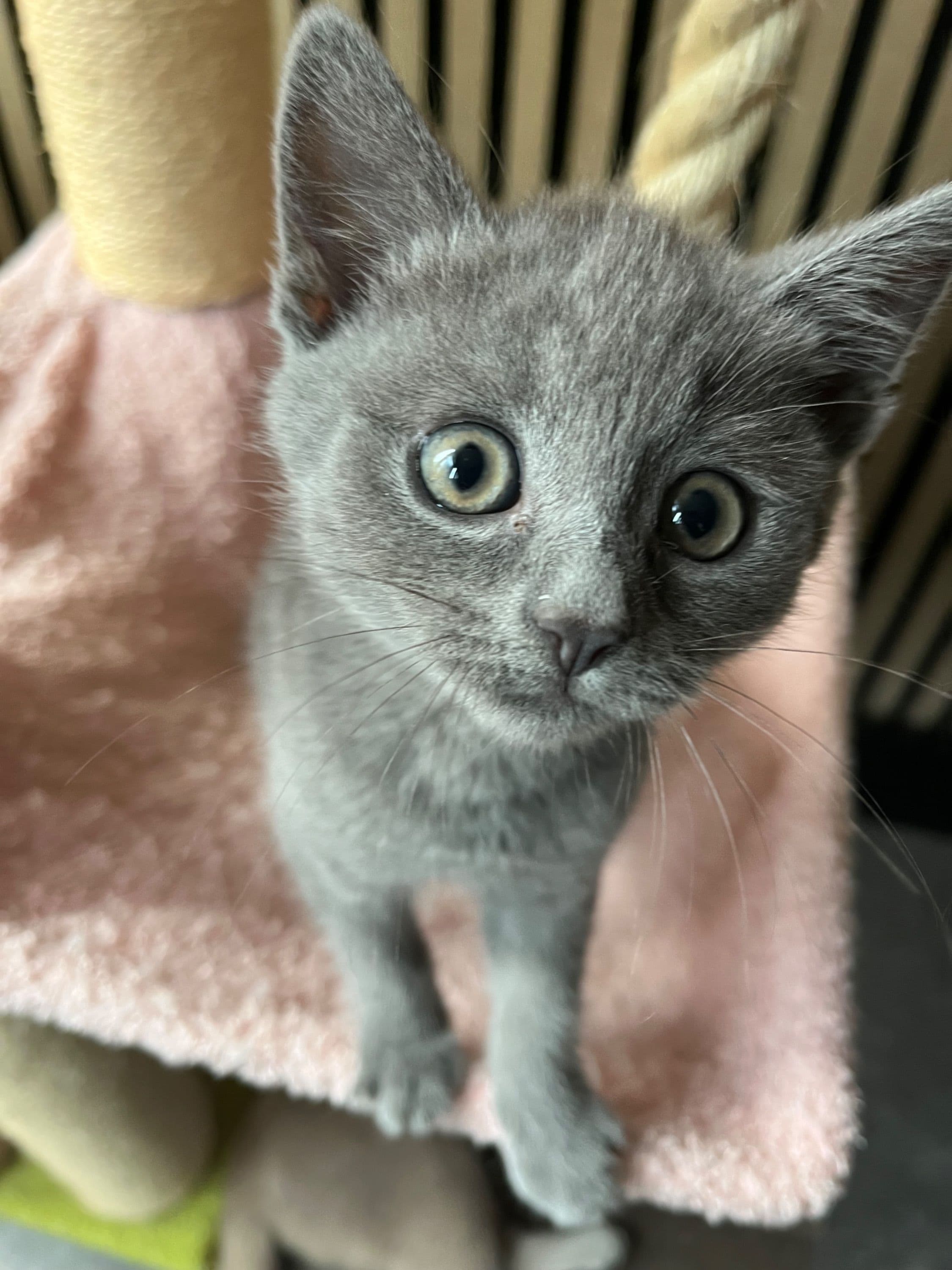 Brits Korthaar kitten te koop in Rotterdam: Britse korthaar kittens laatste 3, foto 2