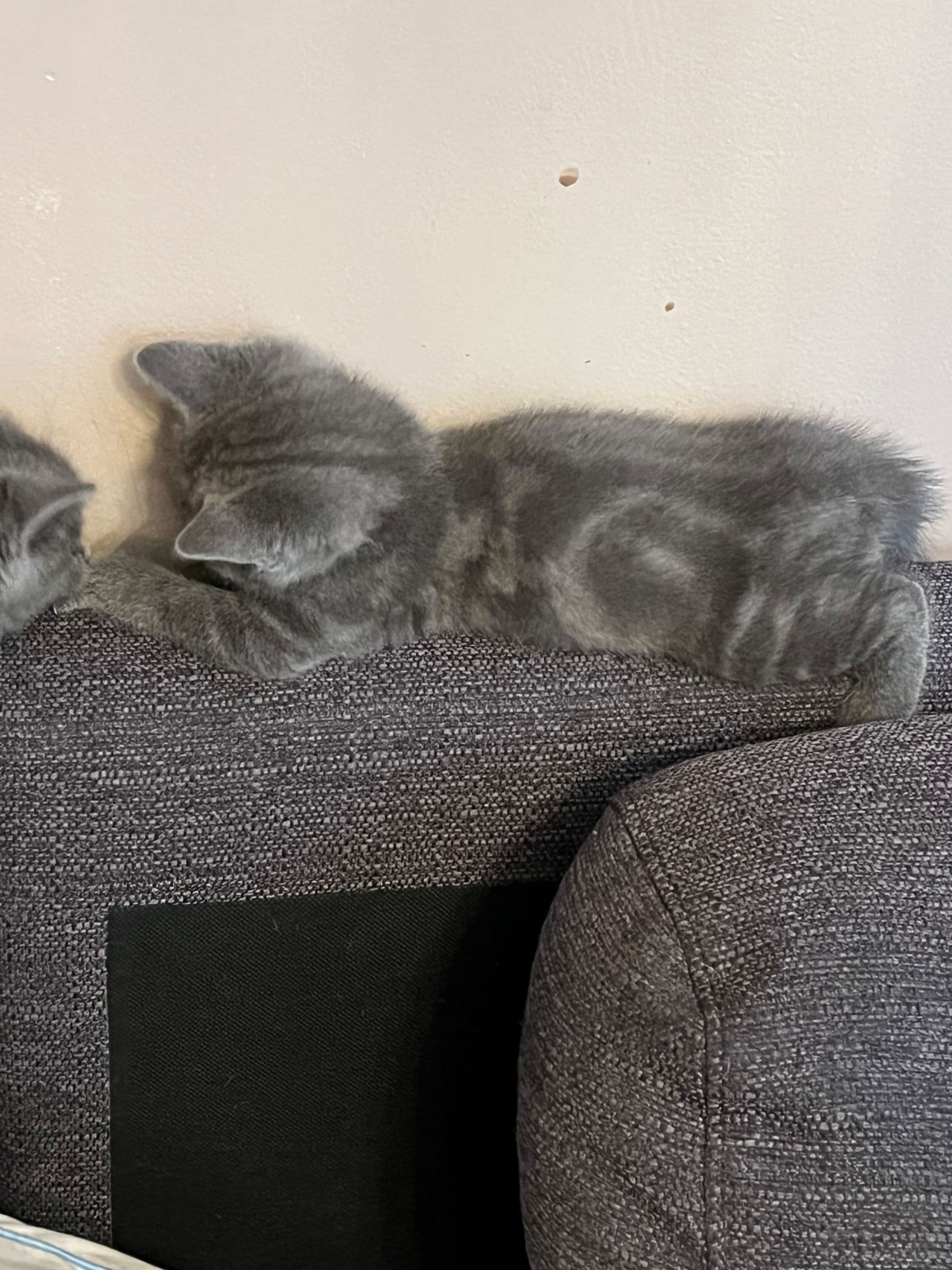 Brits Korthaar kitten te koop in Rotterdam: Britse korthaar kittens laatste 3, foto 3