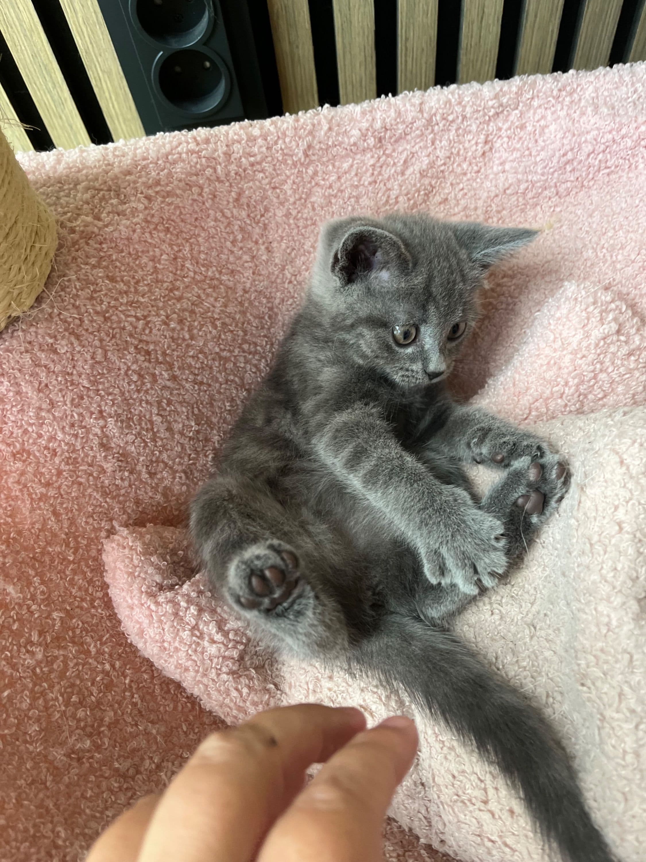 Brits Korthaar kitten te koop in Rotterdam: Britse korthaar kittens laatste 3, foto 4