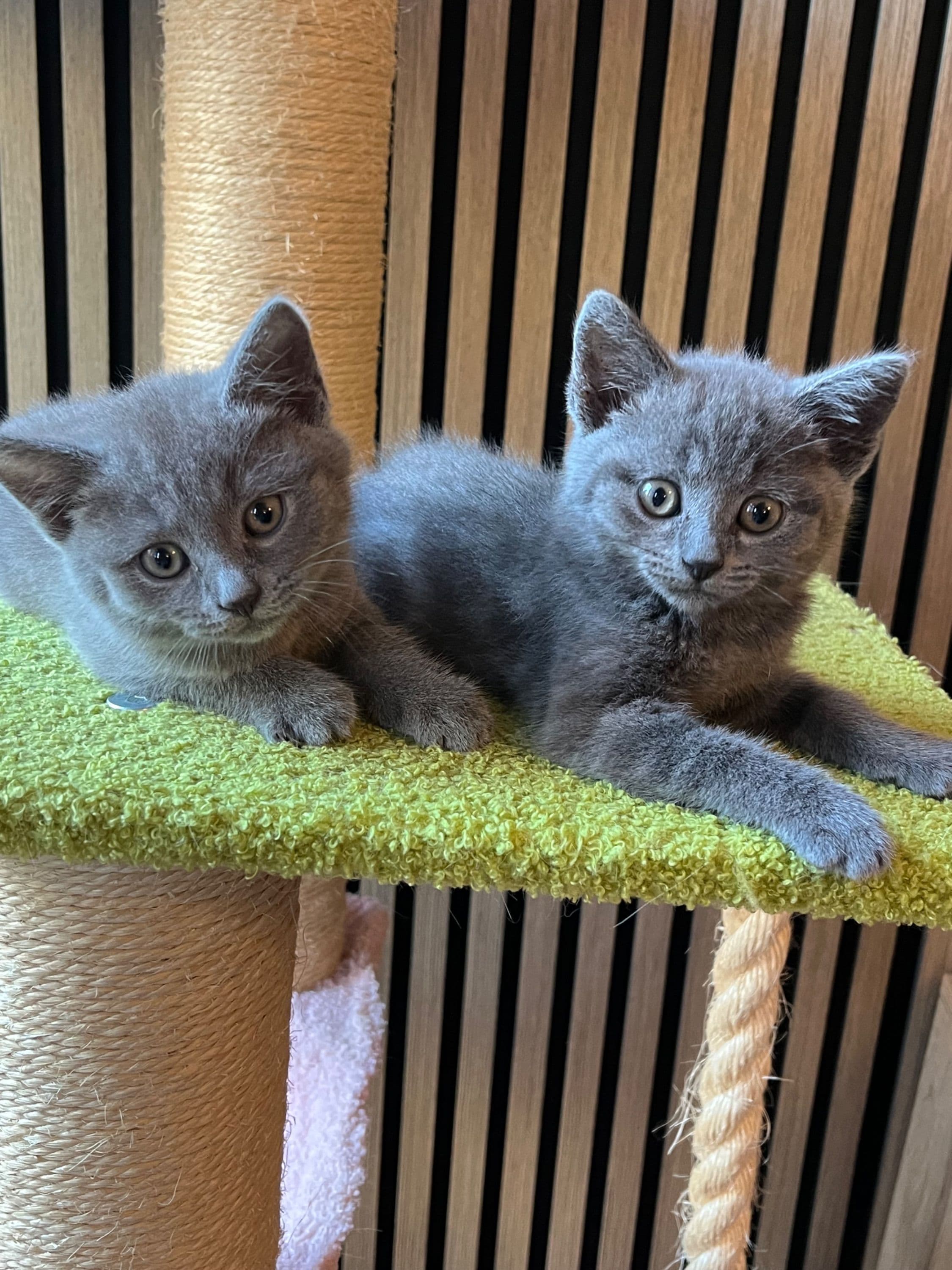 Brits Korthaar kitten te koop in Rotterdam: Britse korthaar kittens laatste 3, foto 5
