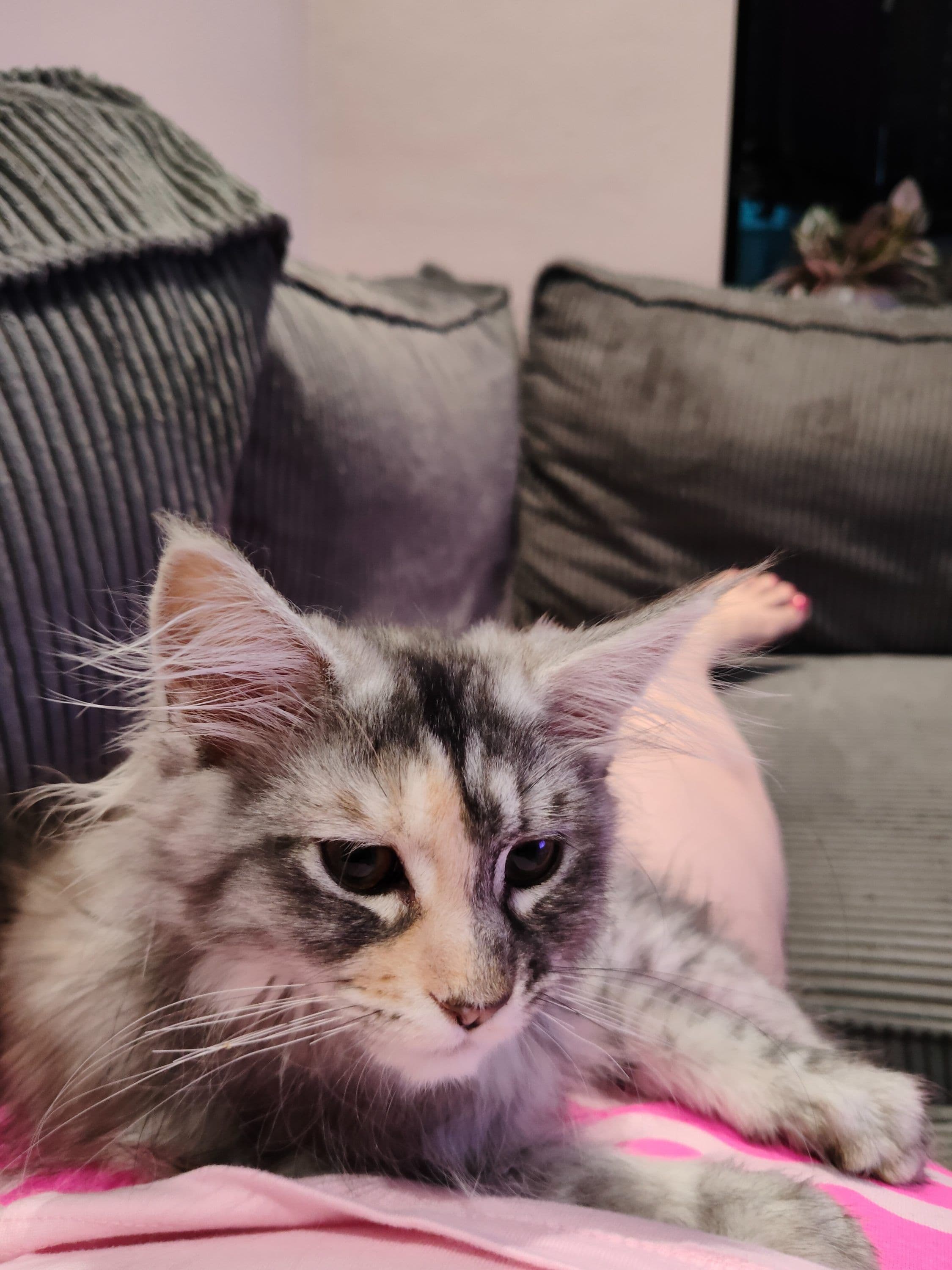 Maine Coon kitten te koop in Sneek: Maine Coon kittens met stamboom, foto 2