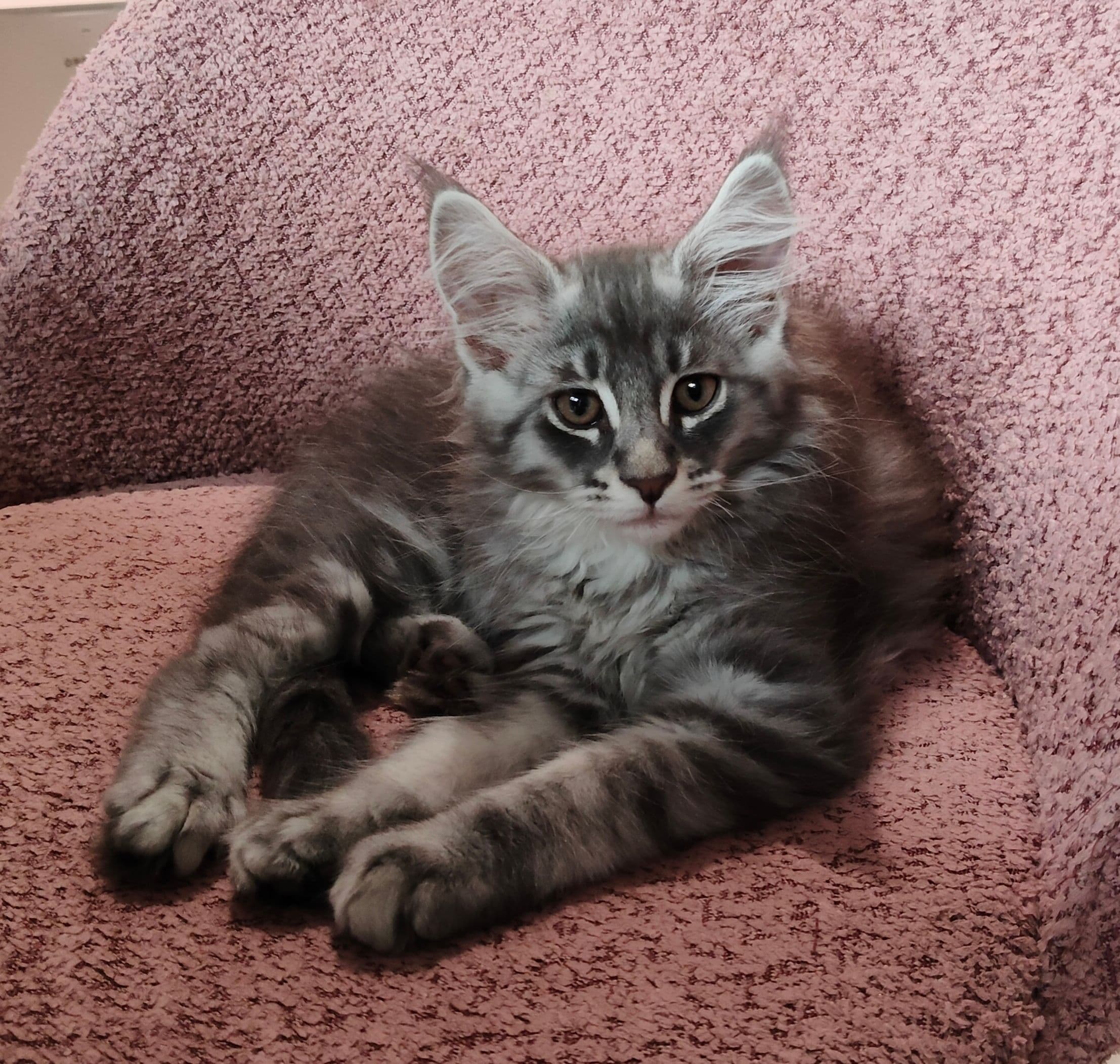 Maine Coon kitten te koop in Sneek: Maine Coon kittens met stamboom, foto 3