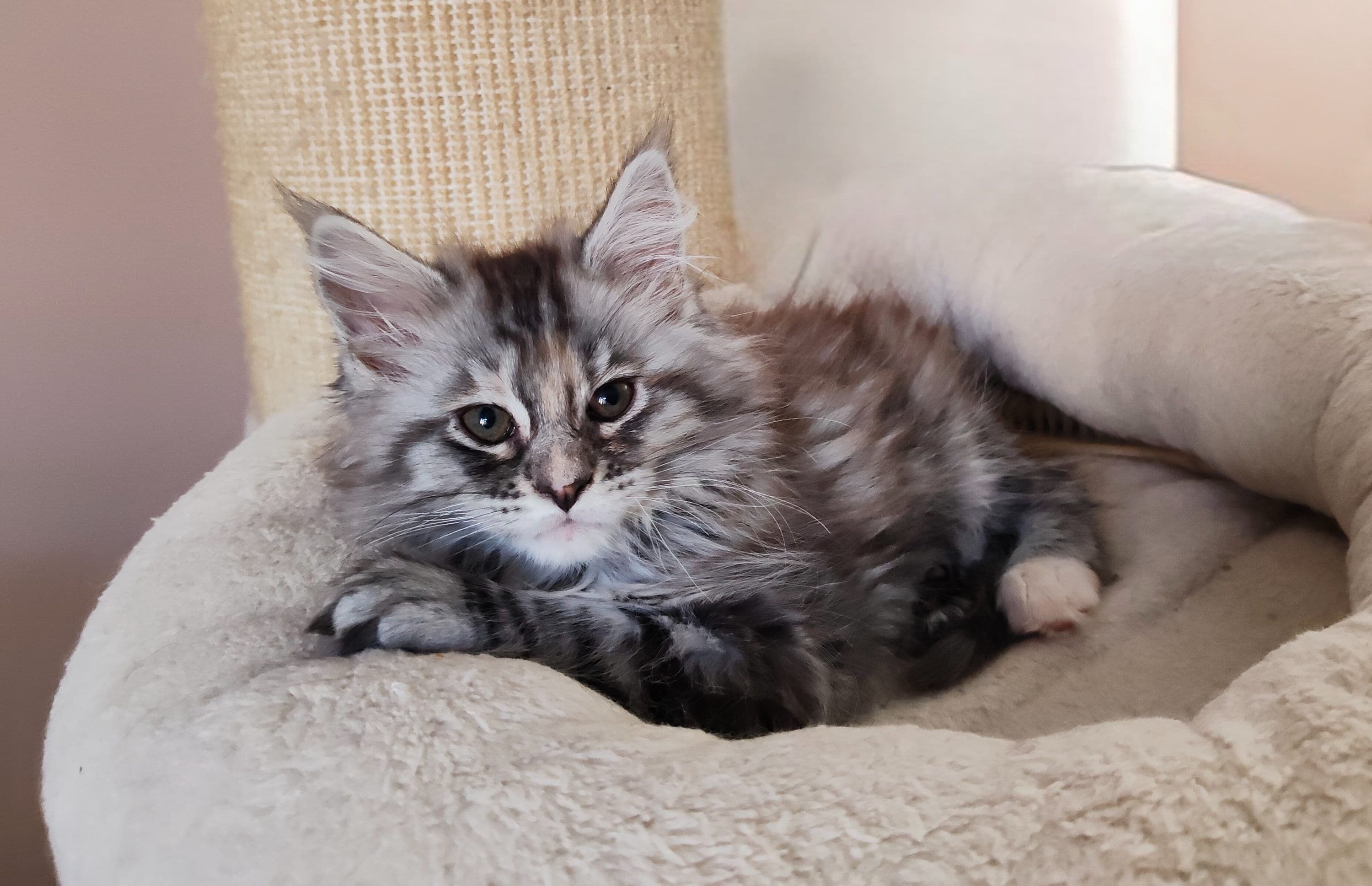 Maine Coon kitten te koop in Sneek: Maine Coon kittens met stamboom, foto 4