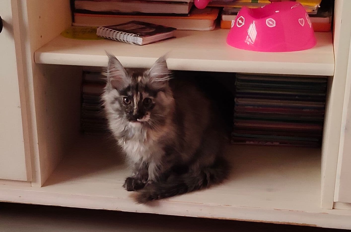 Maine Coon kitten te koop in Sneek: Maine Coon kittens met stamboom, foto 5