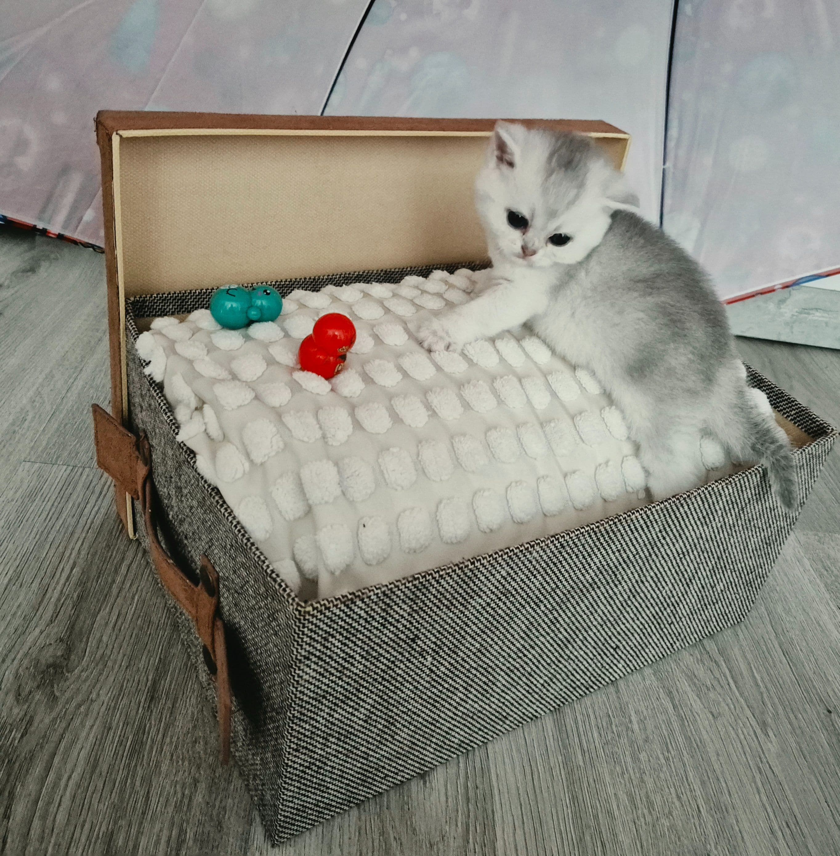 Brits Korthaar kitten te koop in Rotterdam: Brits korthaar met stamboom van Mundikat, foto 2