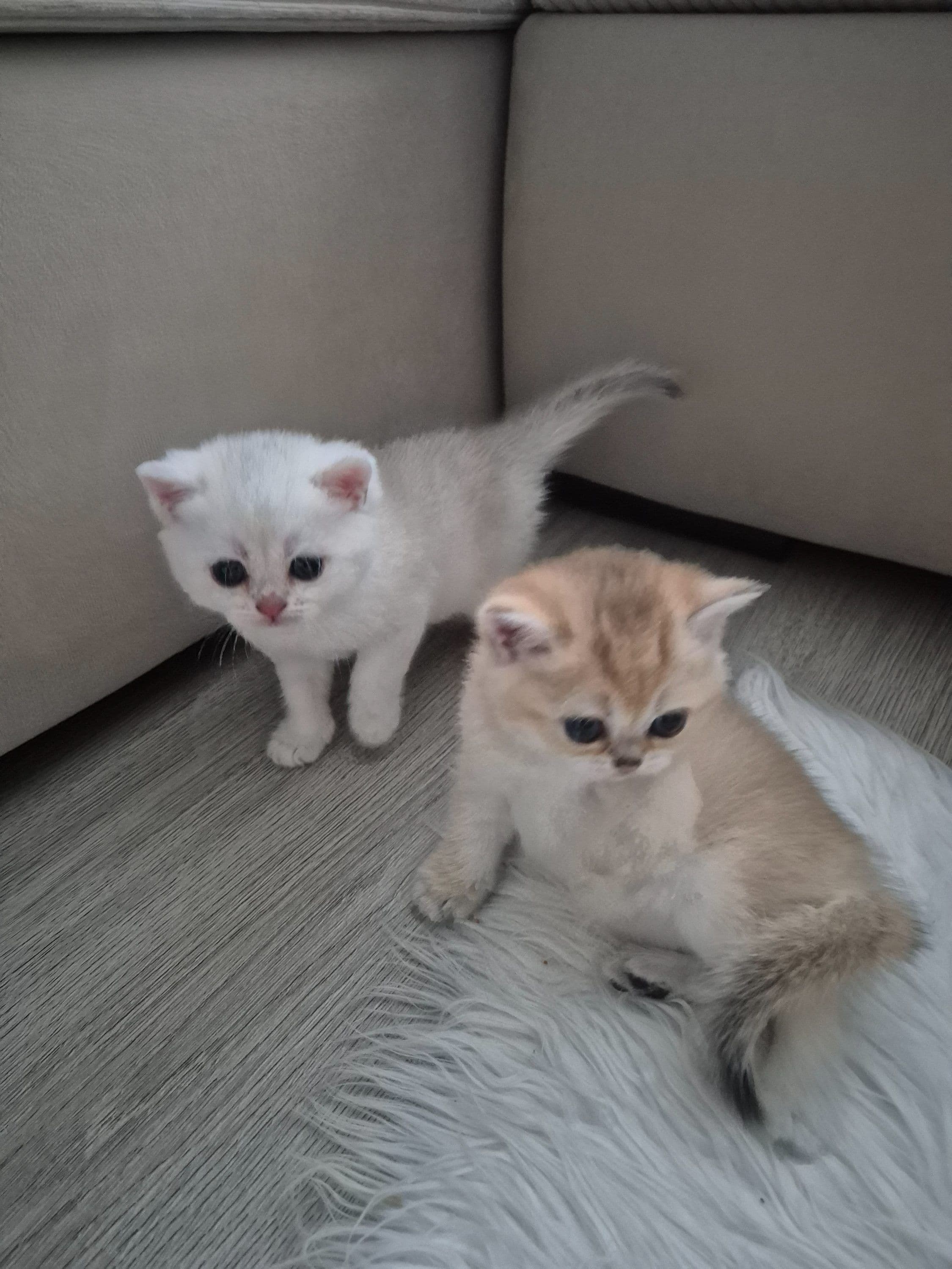 Brits Korthaar kitten te koop in Rotterdam: Brits korthaar met stamboom van Mundikat, foto 3