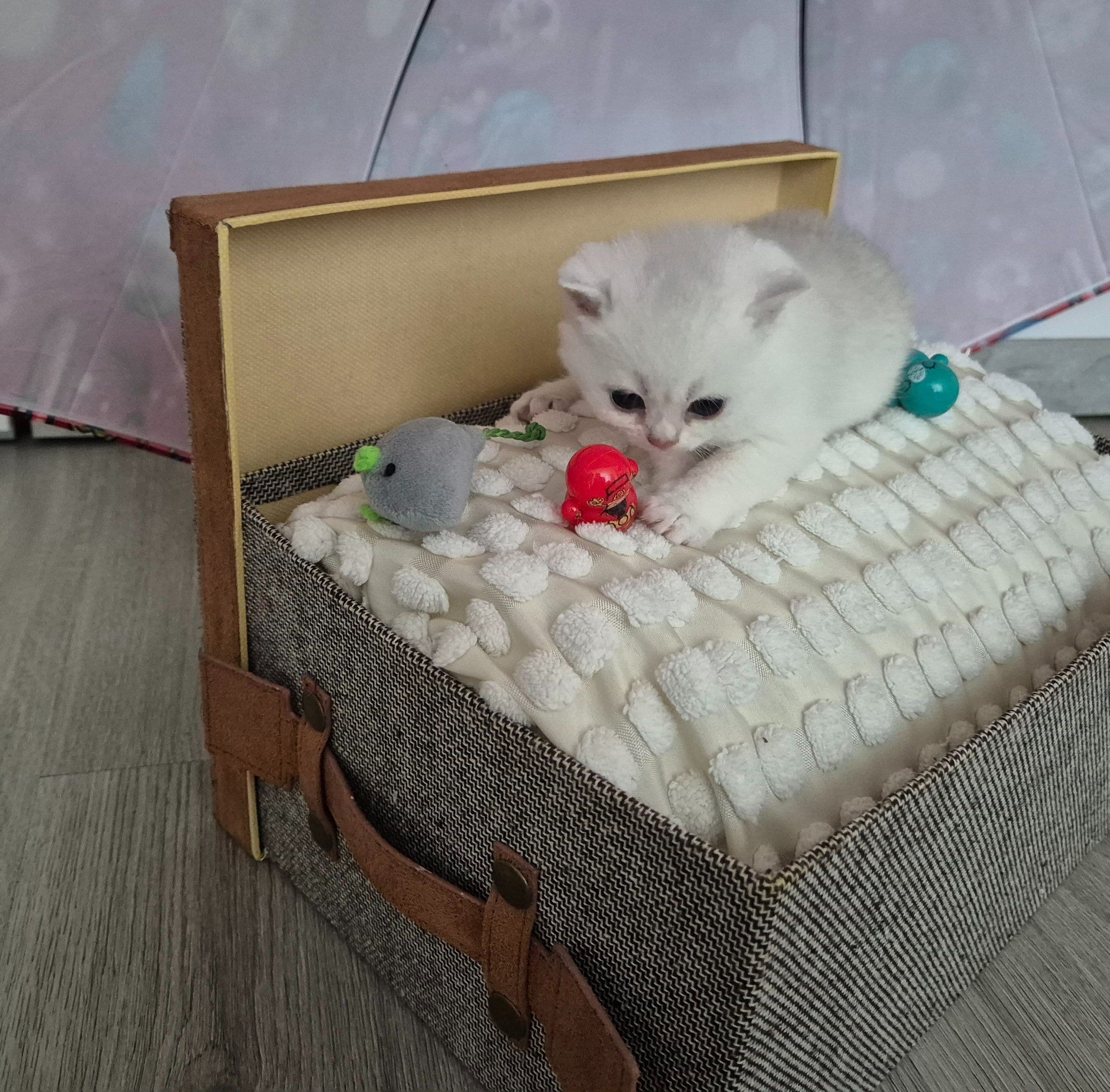 Brits Korthaar kitten te koop in Rotterdam: Brits korthaar met stamboom van Mundikat, foto 5