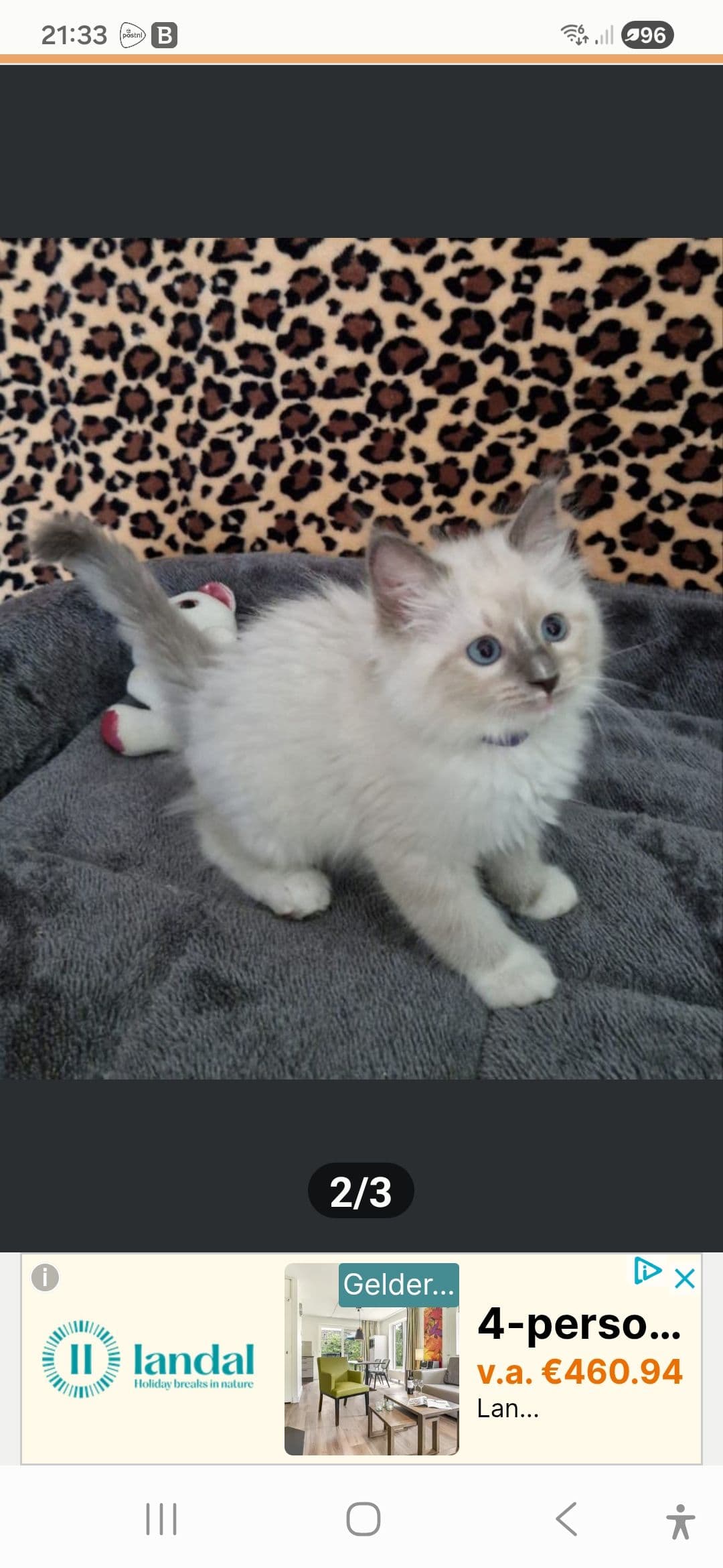 Ragdoll kitten te koop in Tilburg: Raszuivere ragdoll kittens, foto 2