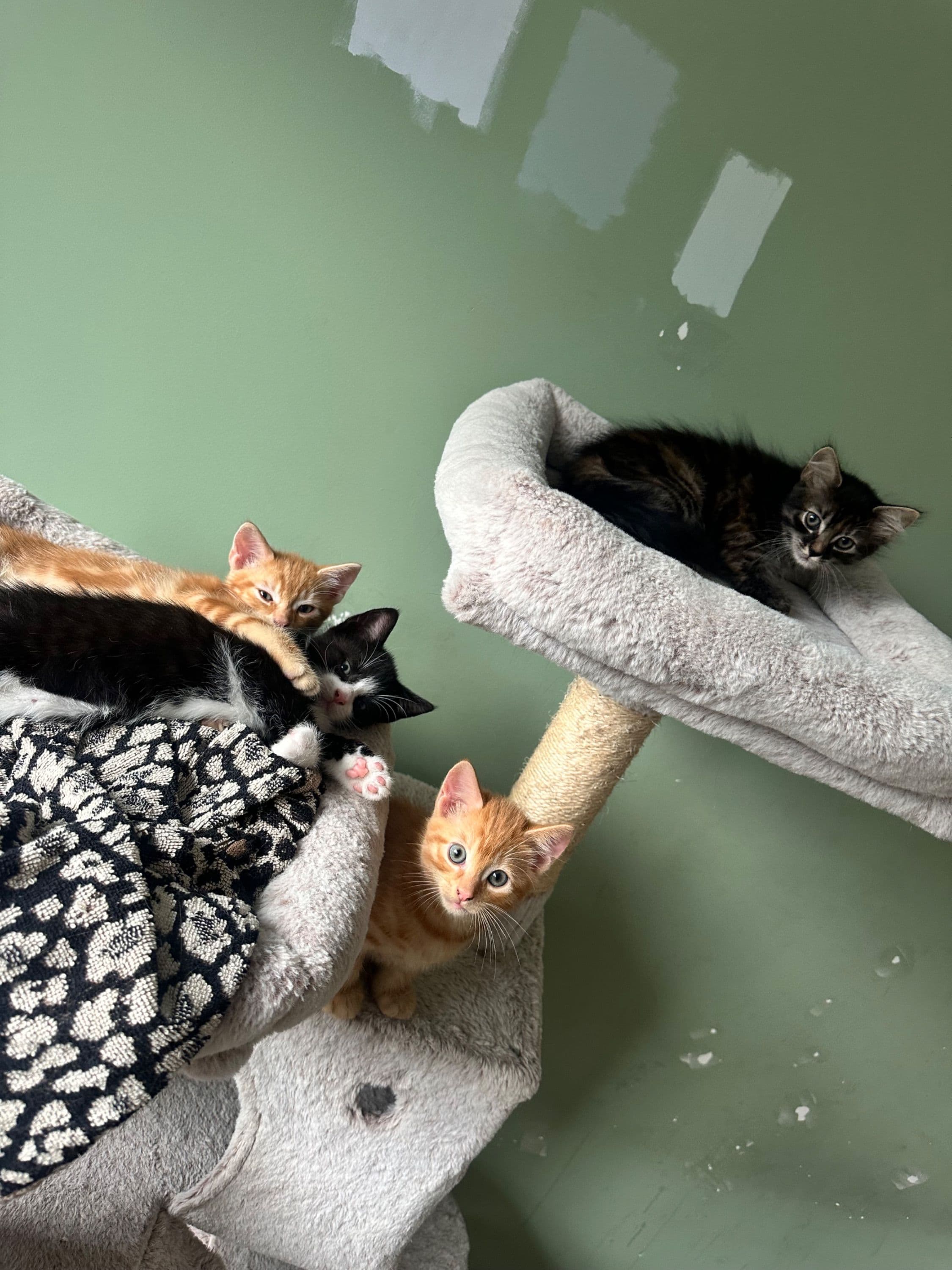 Maine Coon kitten te koop in Huizen: Prachtige kittens zoeken een warm nieuw huis, foto 2