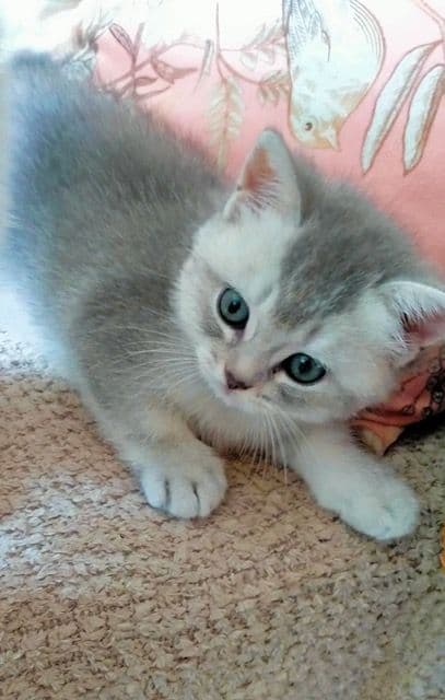 Brits Korthaar kitten te koop in Maastricht: Prachtige Brits korthaar kitten aangeboden., foto 3