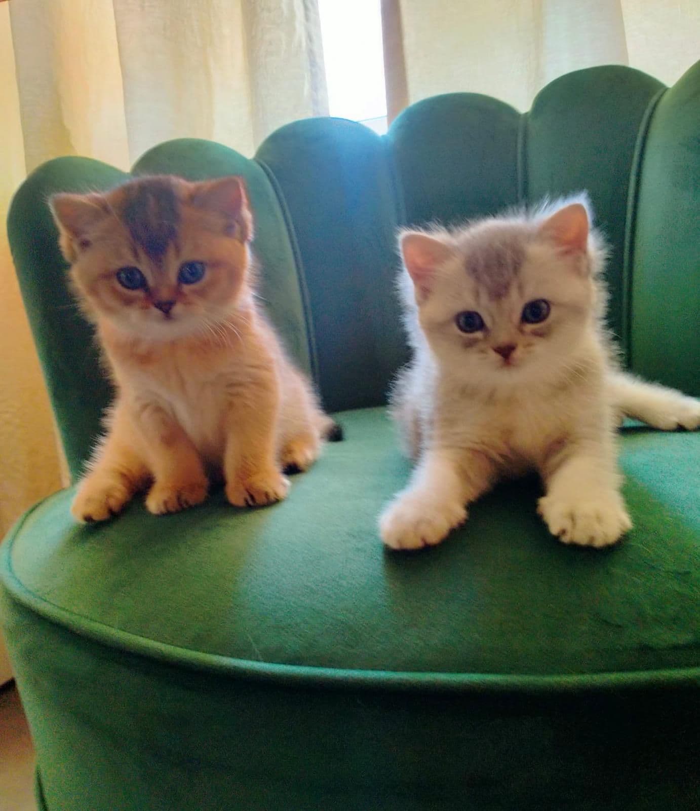 Brits Korthaar kitten te koop in Maastricht: Prachtige Brits korthaar kitten aangeboden., foto 4