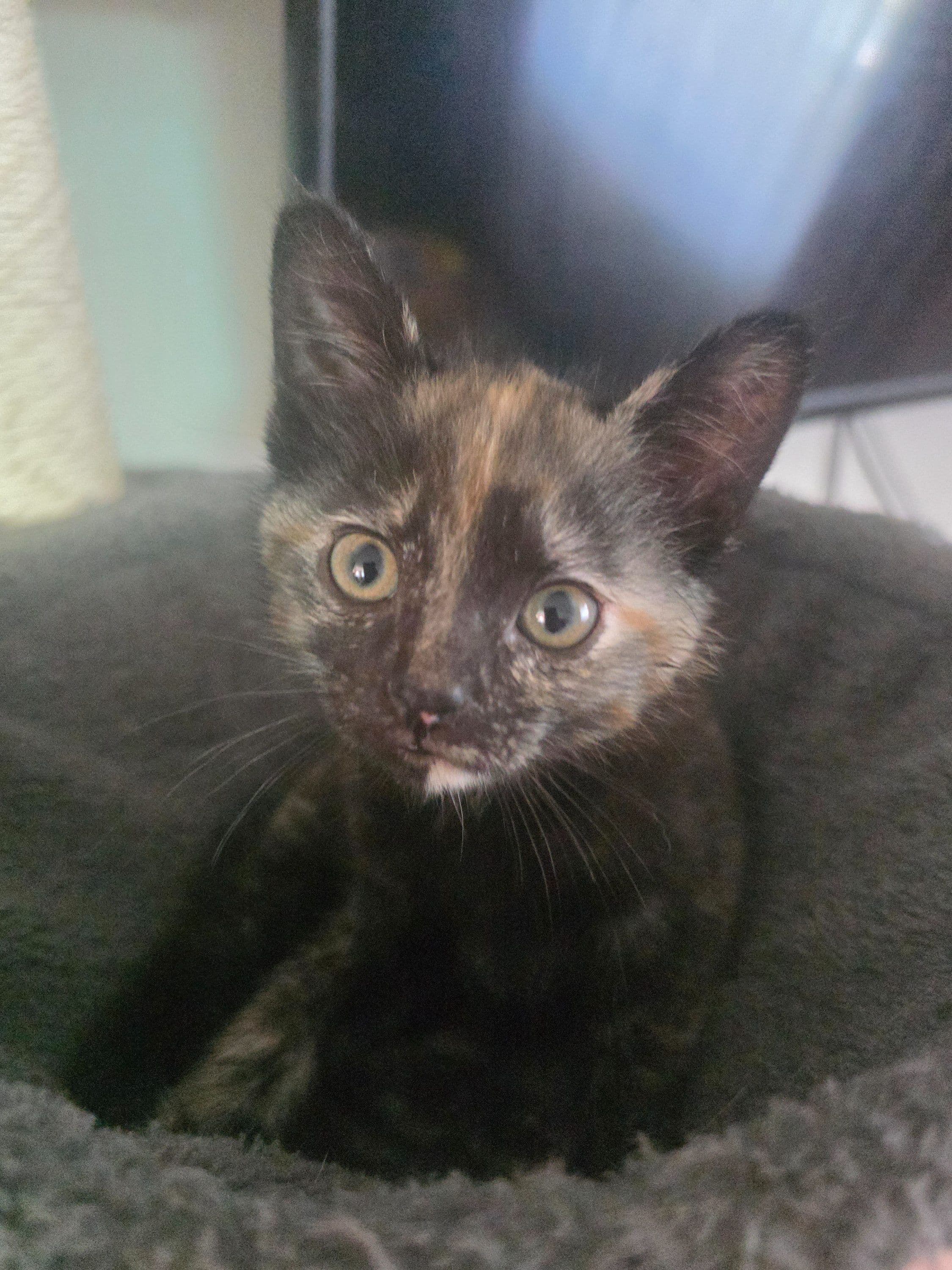 Huiskat kitten te koop in Landgraaf: Kitten vrouwtje, foto 2