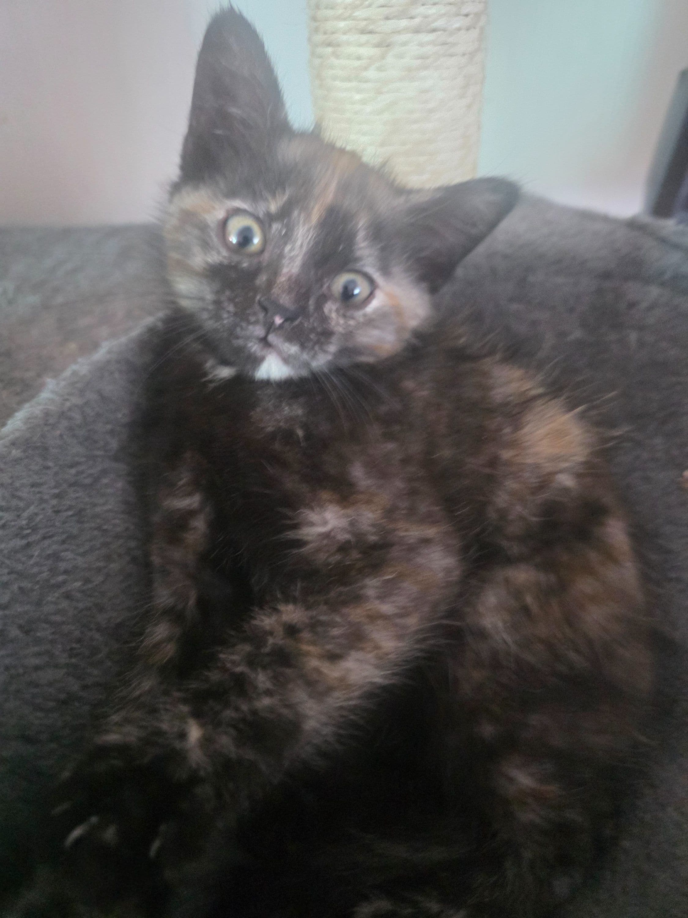Huiskat kitten te koop in Landgraaf: Kitten vrouwtje, foto 3