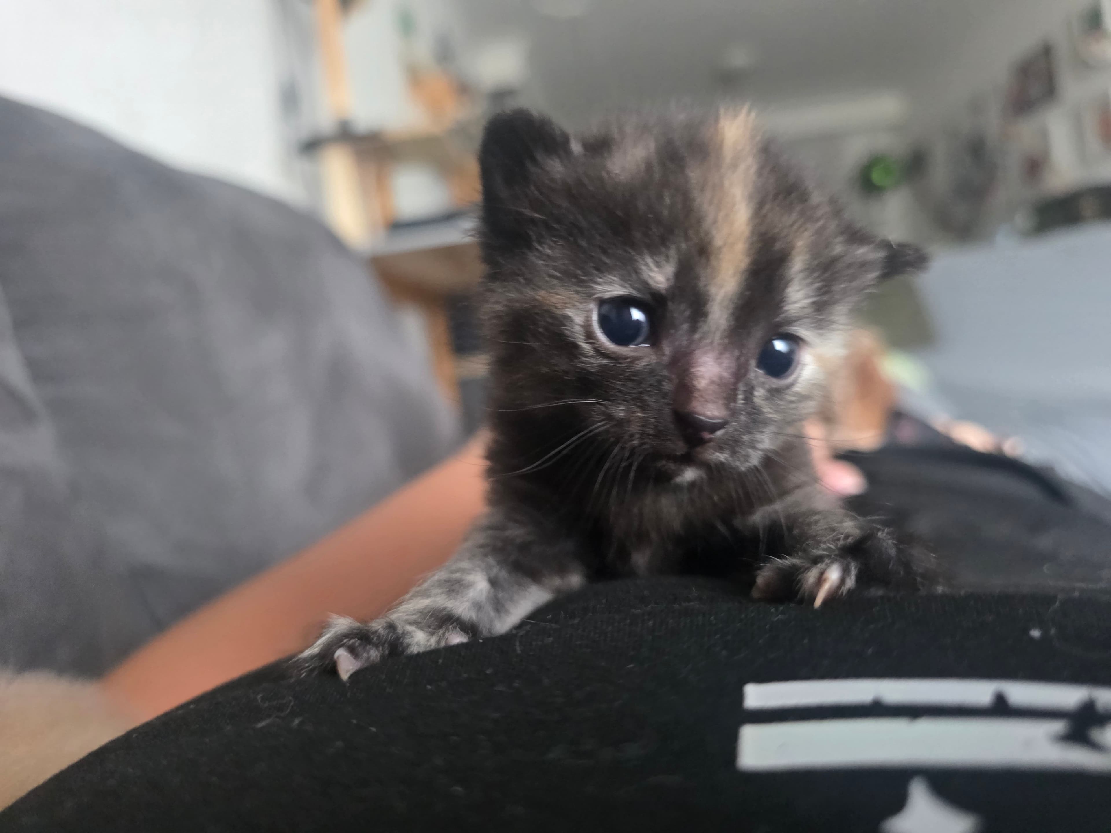 Huiskat kitten te koop in Landgraaf: Kitten vrouwtje, foto 4