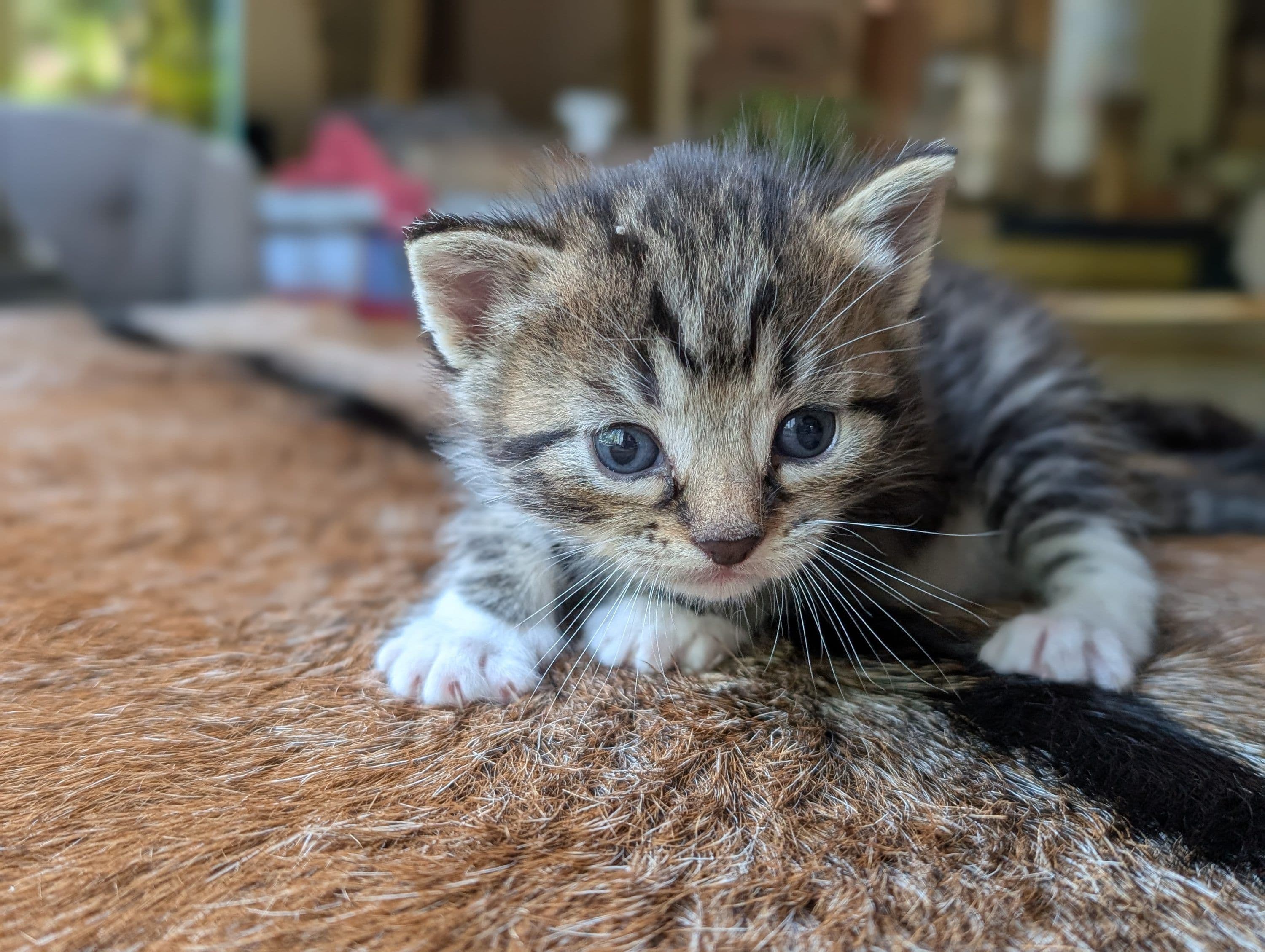 Noorse Boskat kitten te koop in Nijme: Noorse Boskat x kittens, foto 2