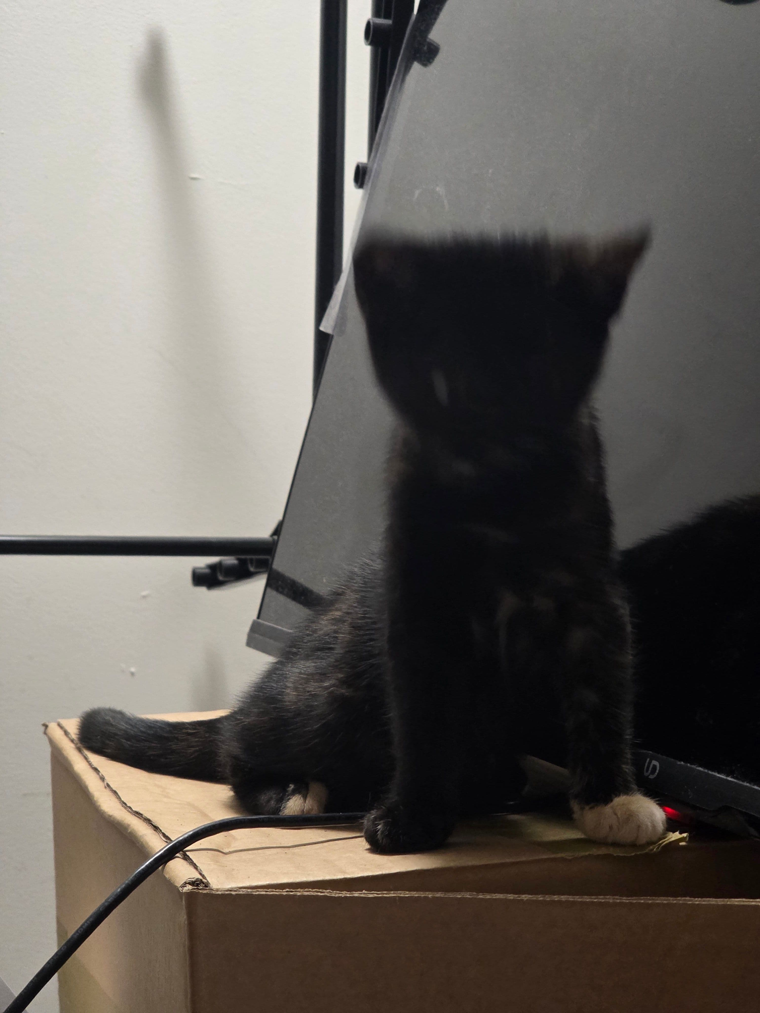 Huiskat kitten te koop in Leeuwarden: Herplaatsing kitten
