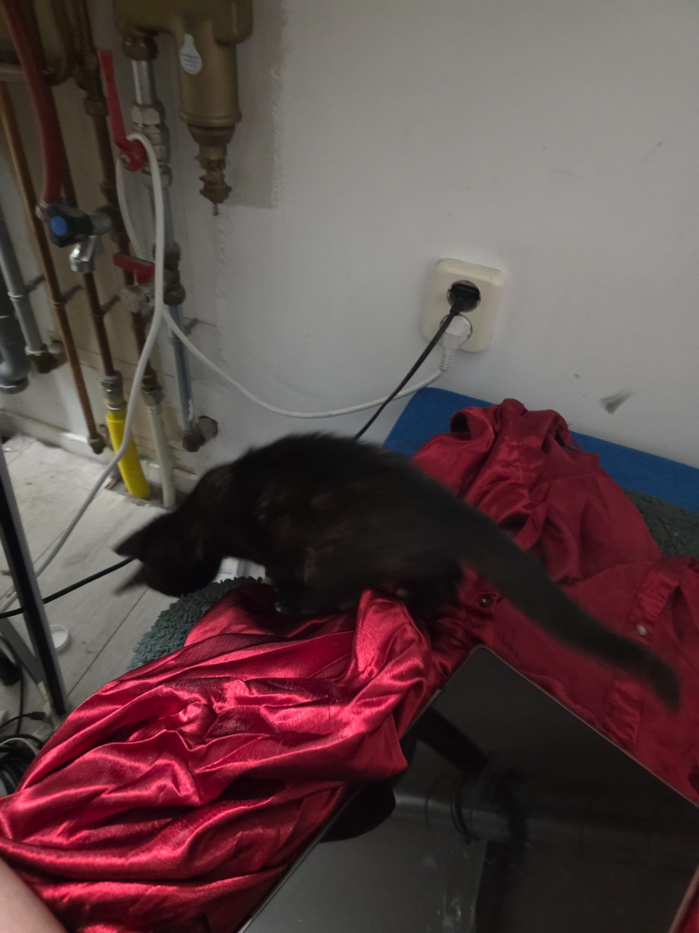 Huiskat kitten te koop in Leeuwarden: Herplaatsing kitten, foto 2