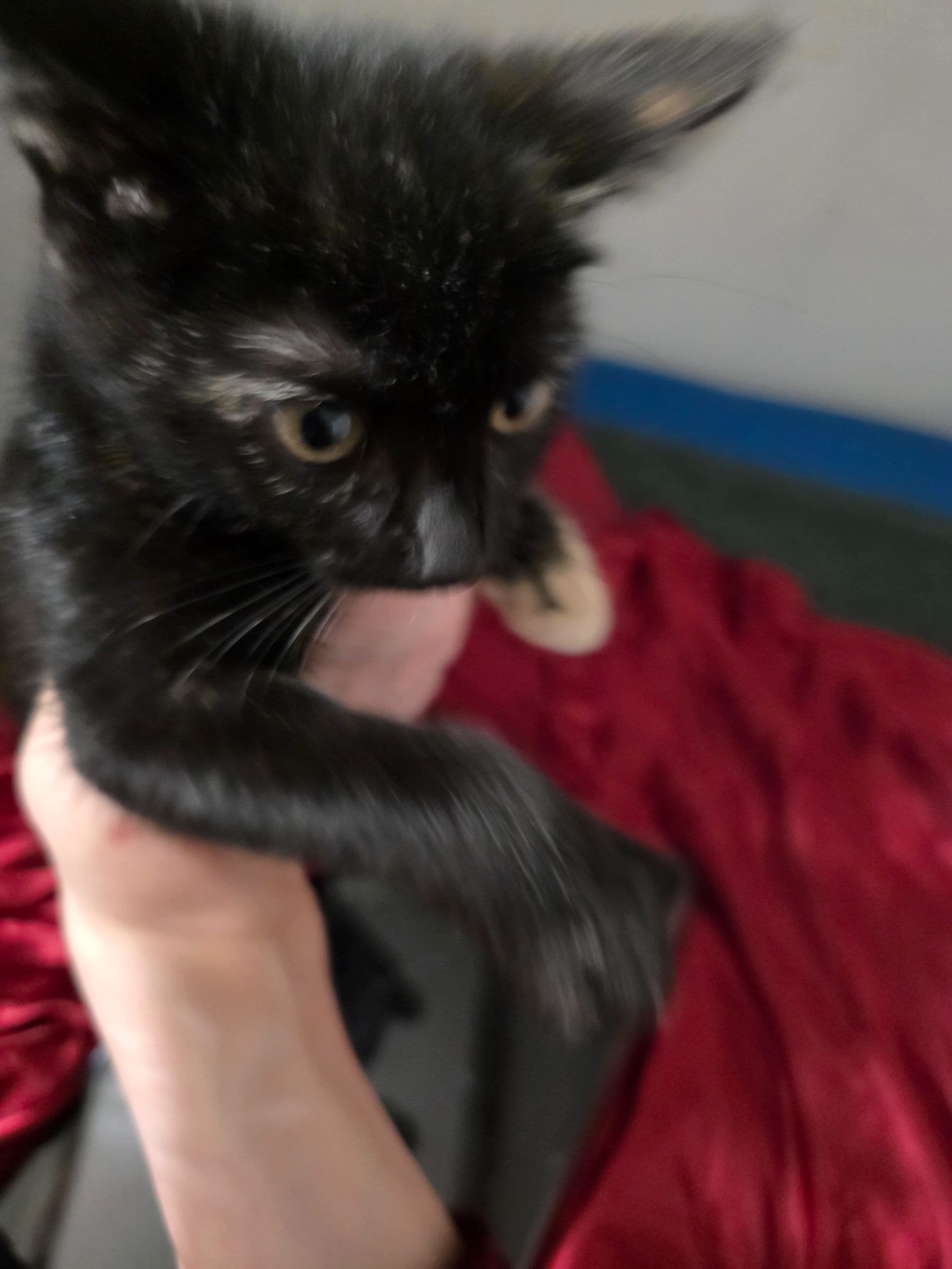 Huiskat kitten te koop in Leeuwarden: Herplaatsing kitten, foto 3
