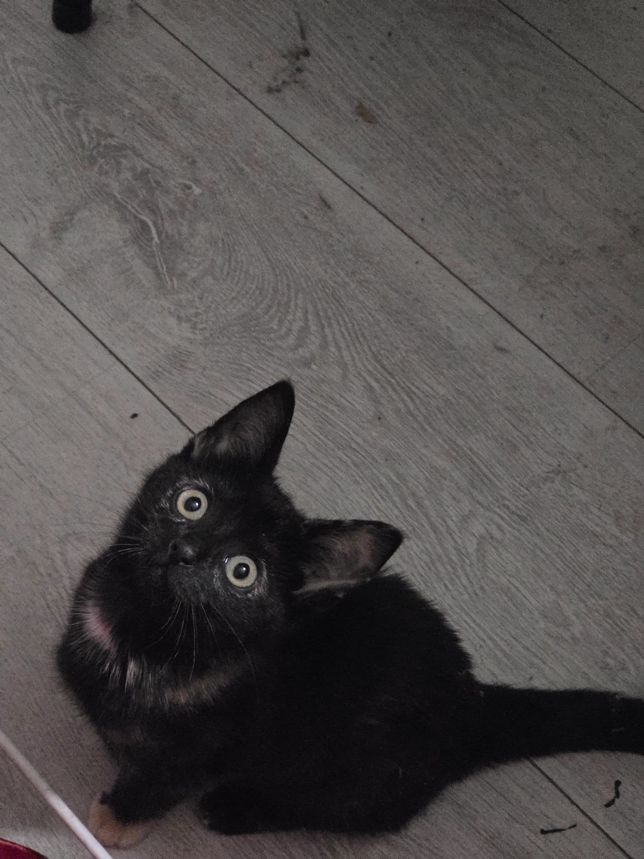 Huiskat kitten te koop in Leeuwarden: Herplaatsing kitten, foto 4