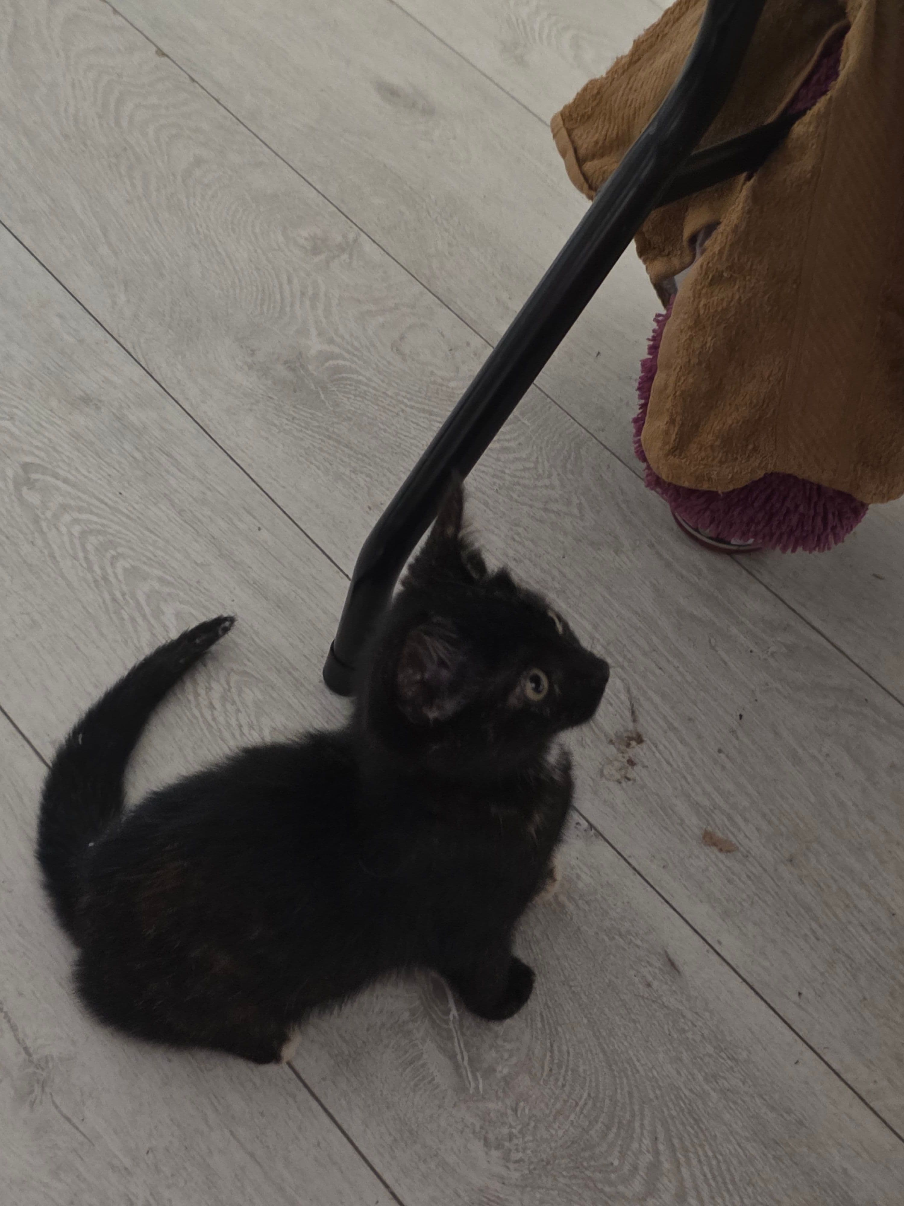 Huiskat kitten te koop in Leeuwarden: Herplaatsing kitten, foto 5