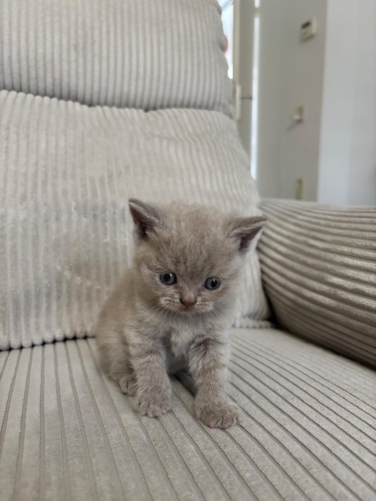 Brits Korthaar kitten te koop in Heerlen: Kittens (Heerlen), foto 2