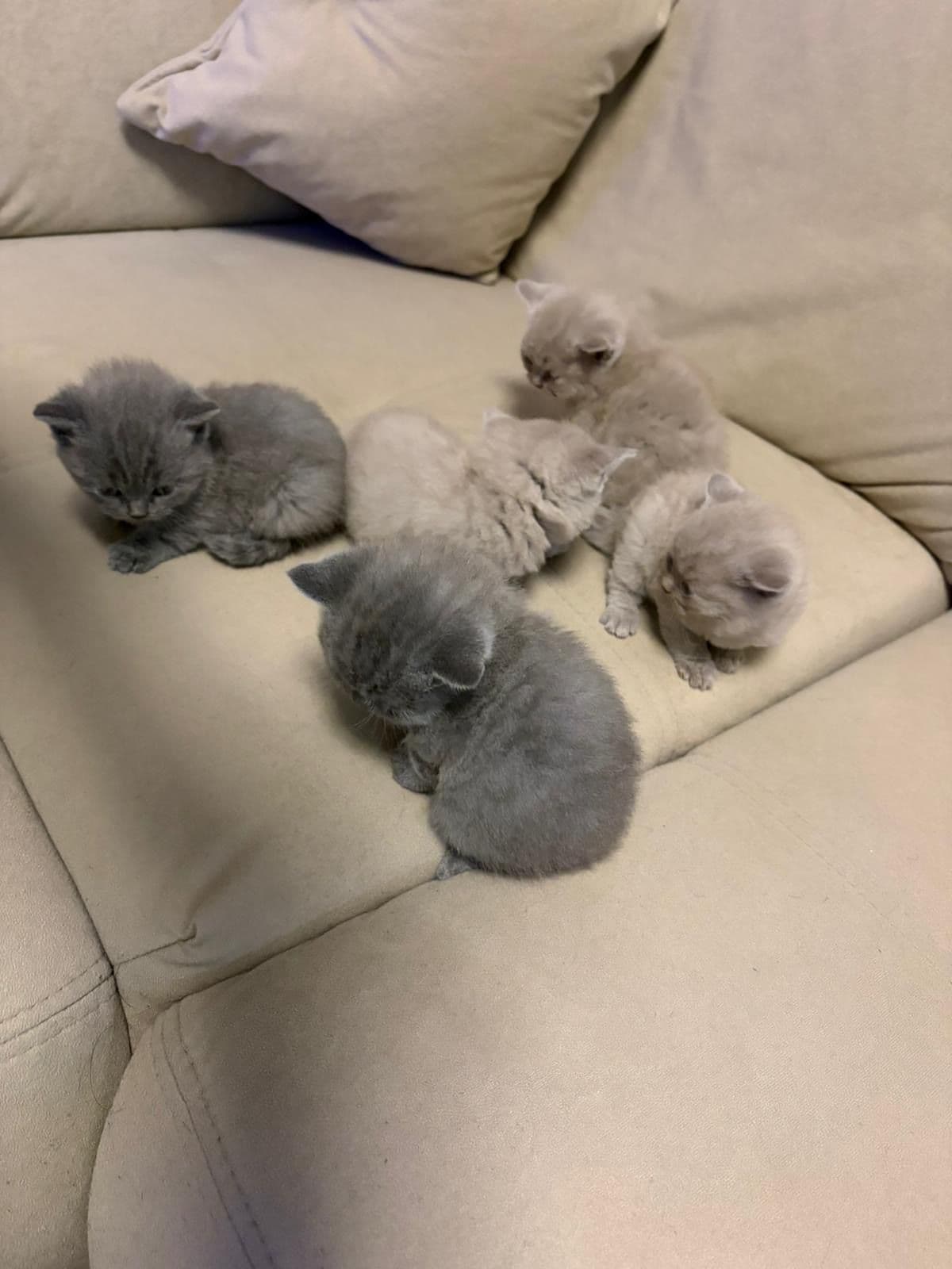 Brits Korthaar kitten te koop in Heerlen: Kittens (Heerlen), foto 3