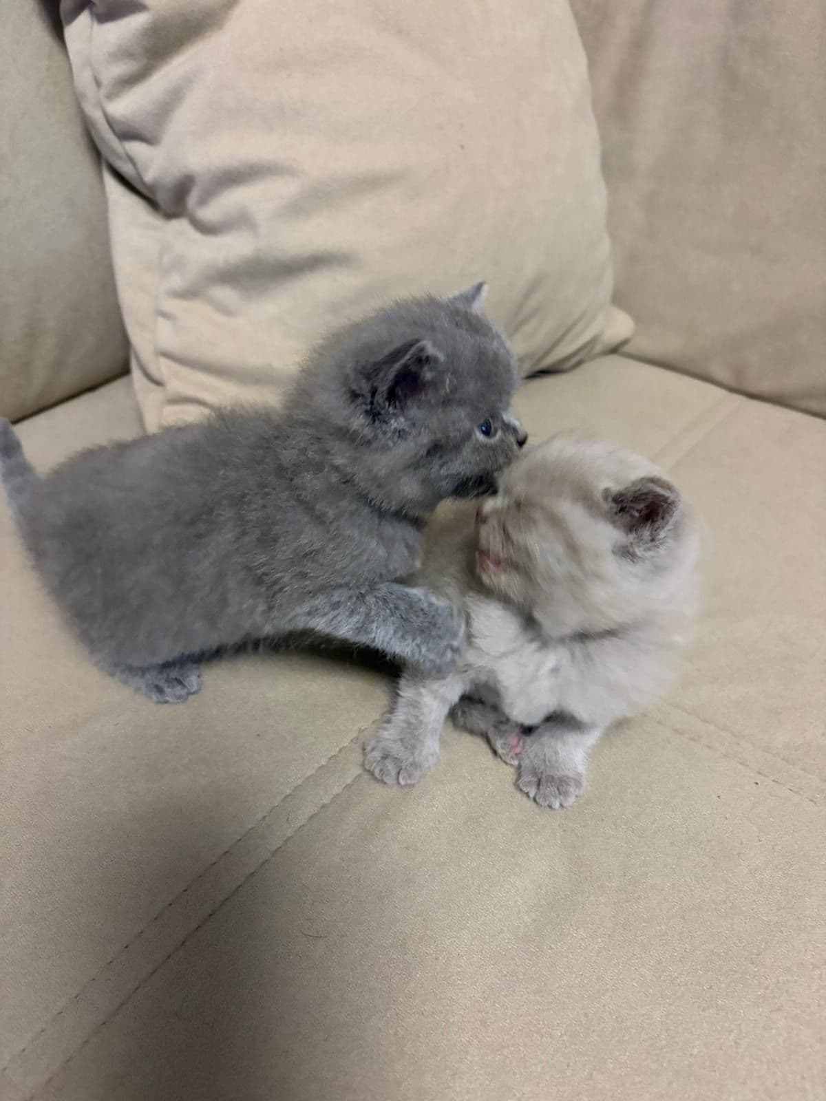 Brits Korthaar kitten te koop in Heerlen: Kittens (Heerlen), foto 4