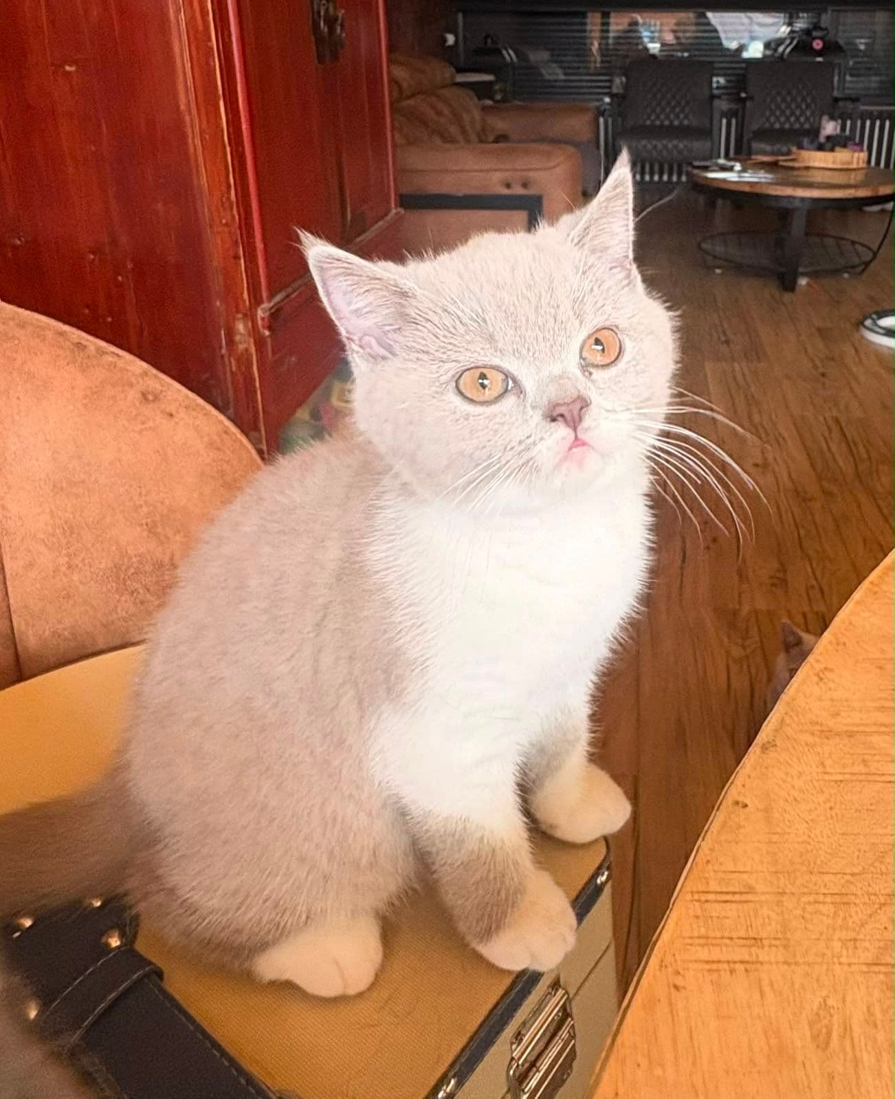 Brits Korthaar kitten te koop in Dongen: 2 prachtige poesjes