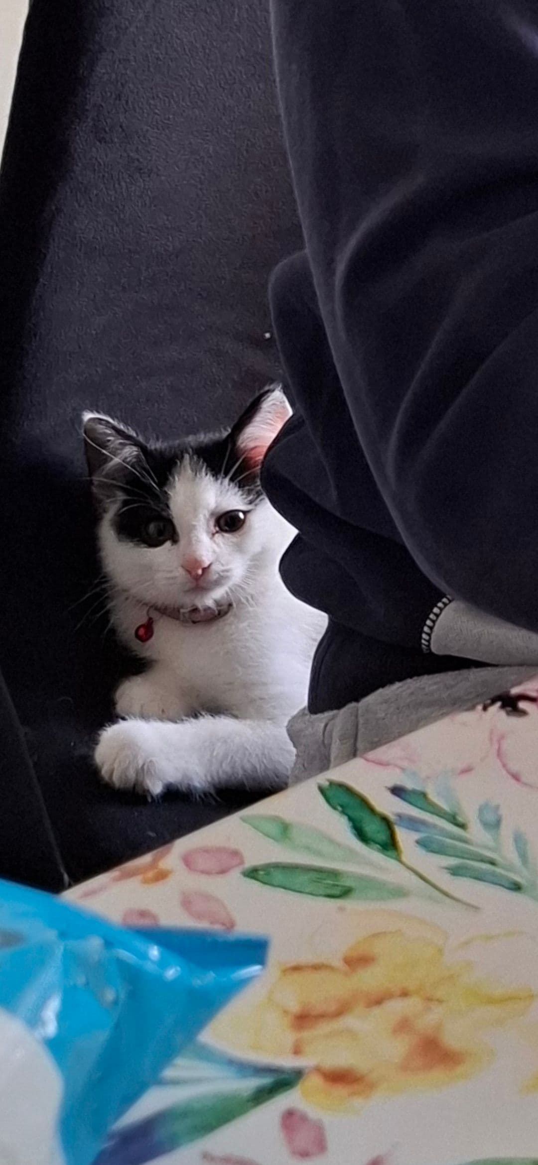 Huiskat kitten te koop in Rotterdam: Kitten 10 weken, foto 2