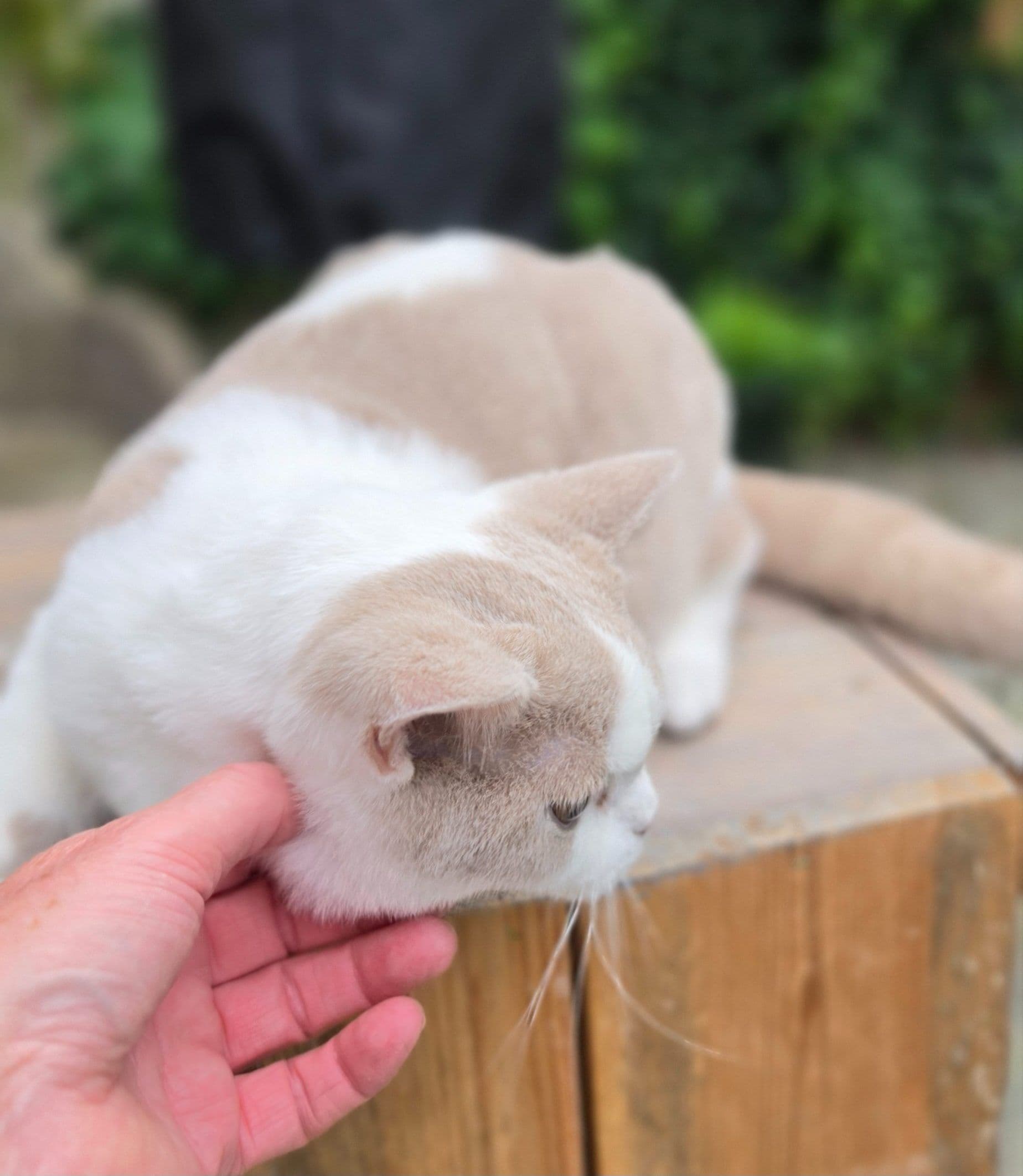 Brits Korthaar kitten te koop in Capelle aan den ijssel: Brits korthaar katertje, foto 2