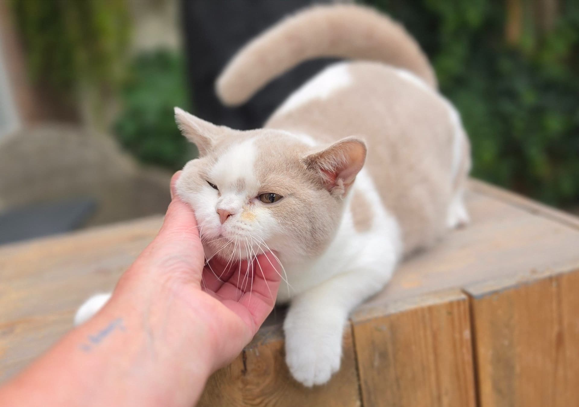 Brits Korthaar kitten te koop in Capelle aan den ijssel: Brits korthaar katertje, foto 3