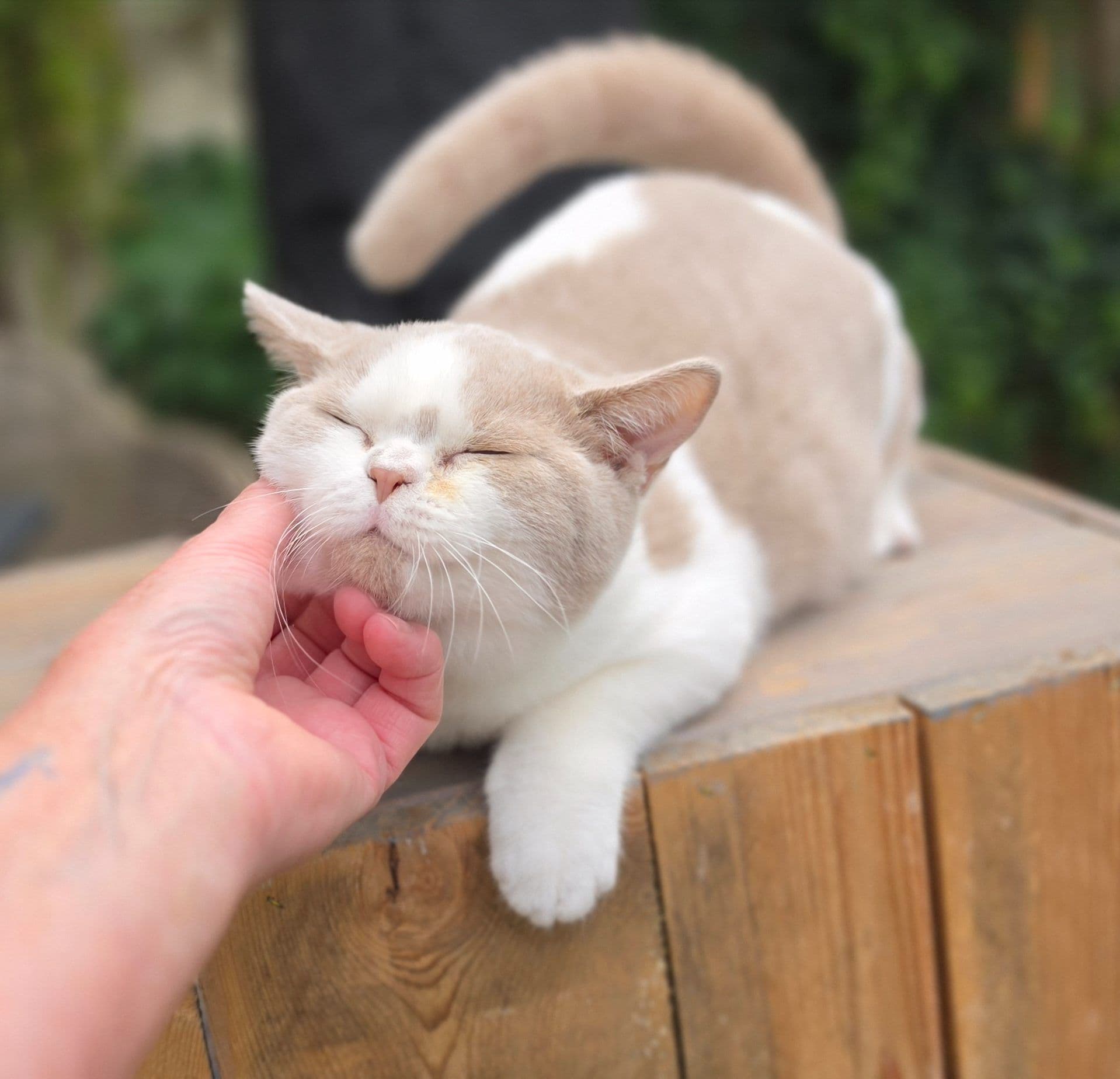 Brits Korthaar kitten te koop in Capelle aan den ijssel: Brits korthaar katertje, foto 4