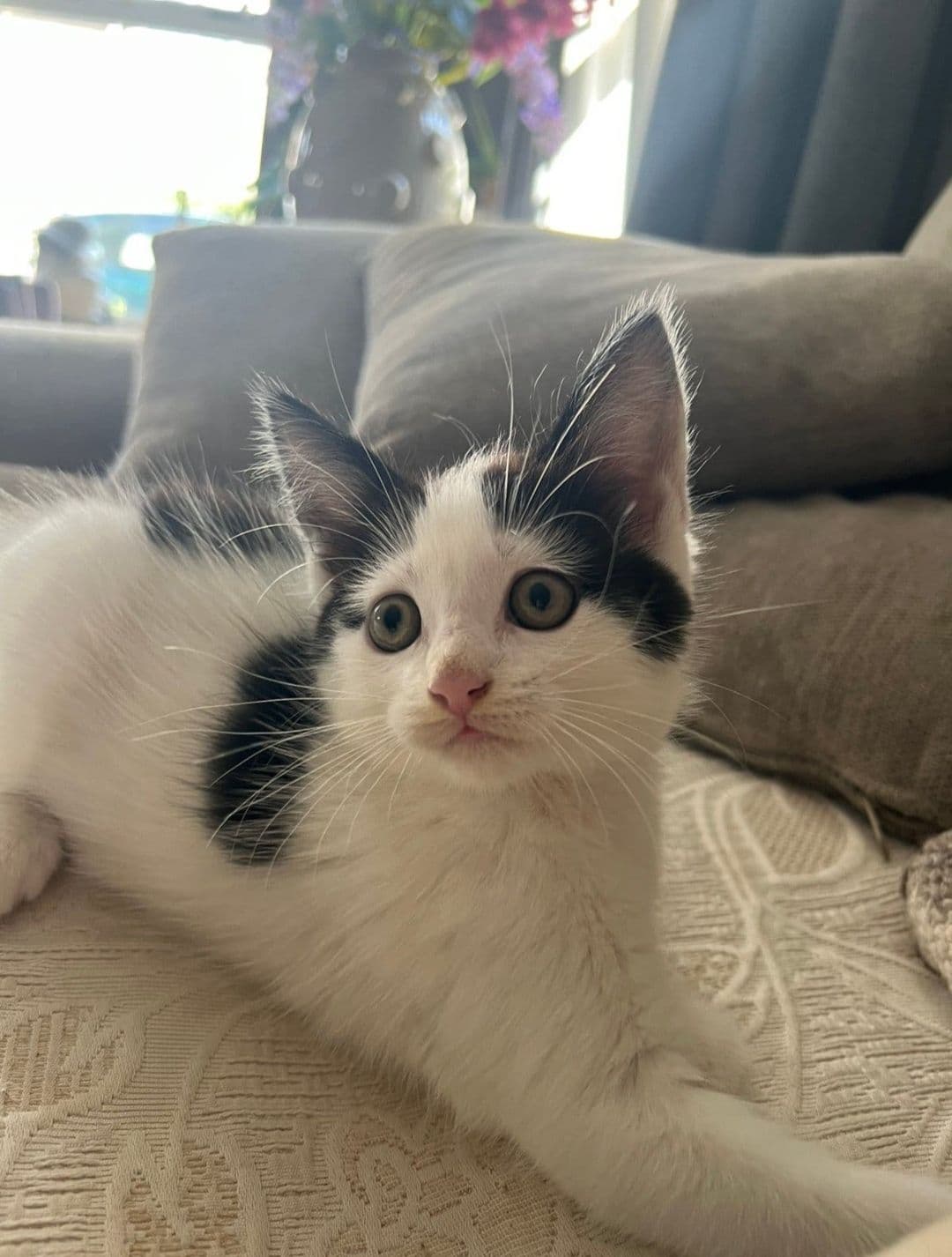 Maine Coon kitten te koop in HEESWIJK-DINTHER: Halve Maine Coon kitten, foto 2