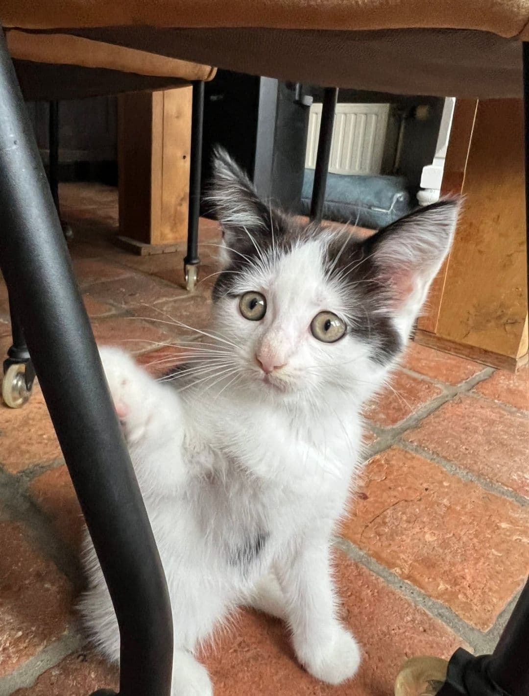 Maine Coon kitten te koop in HEESWIJK-DINTHER: Halve Maine Coon kitten, foto 3